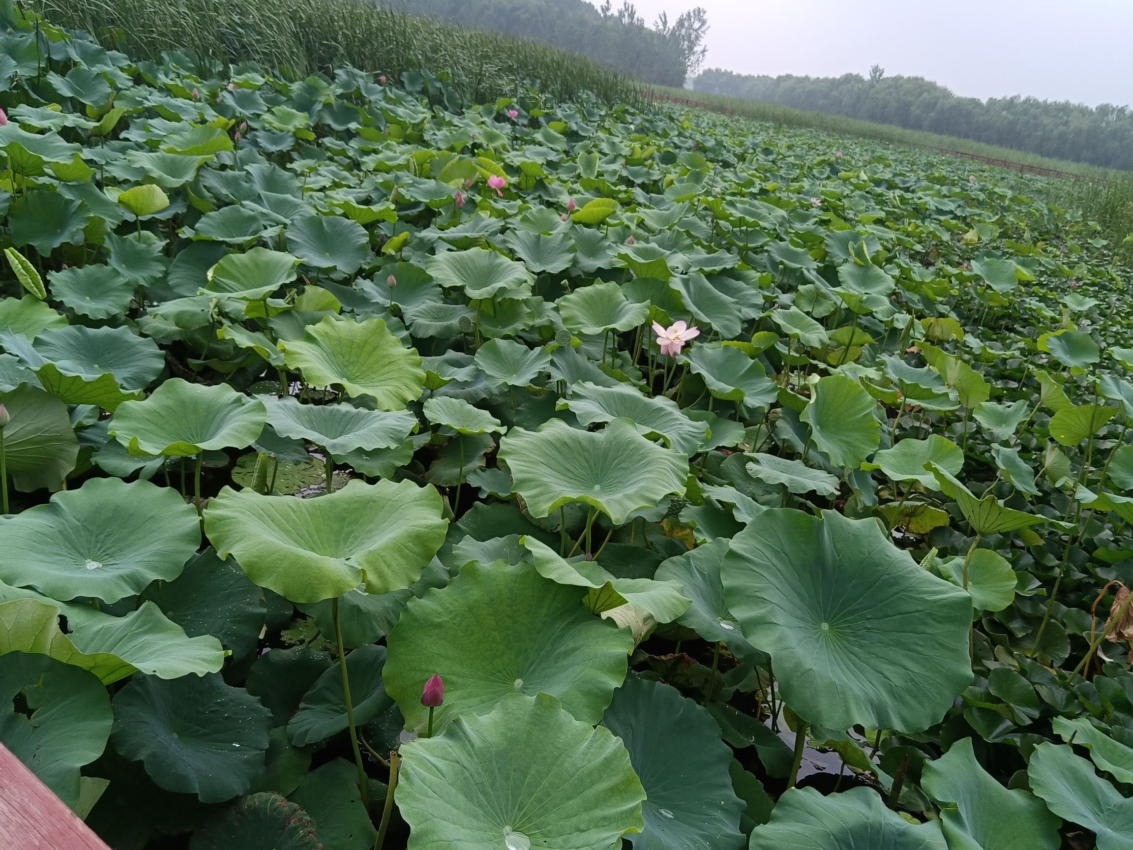 大王甫荷花池旅行图片 2