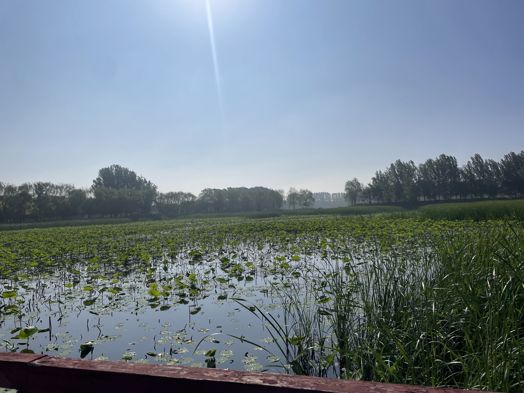 大王甫荷花池旅行图片 2