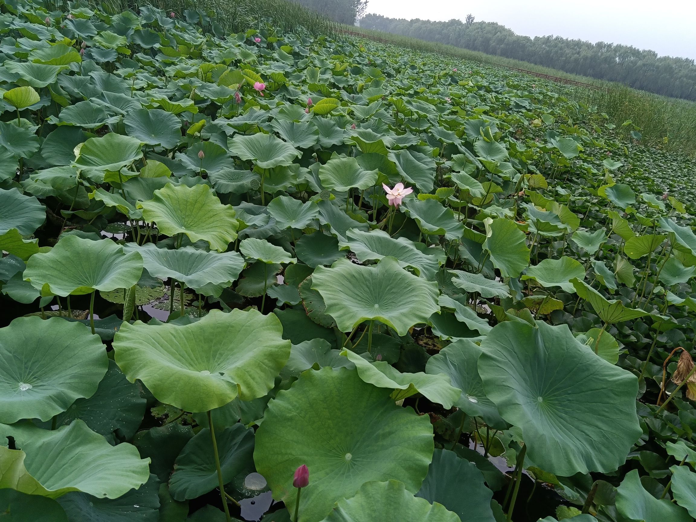 大王甫荷花池旅行图片 1