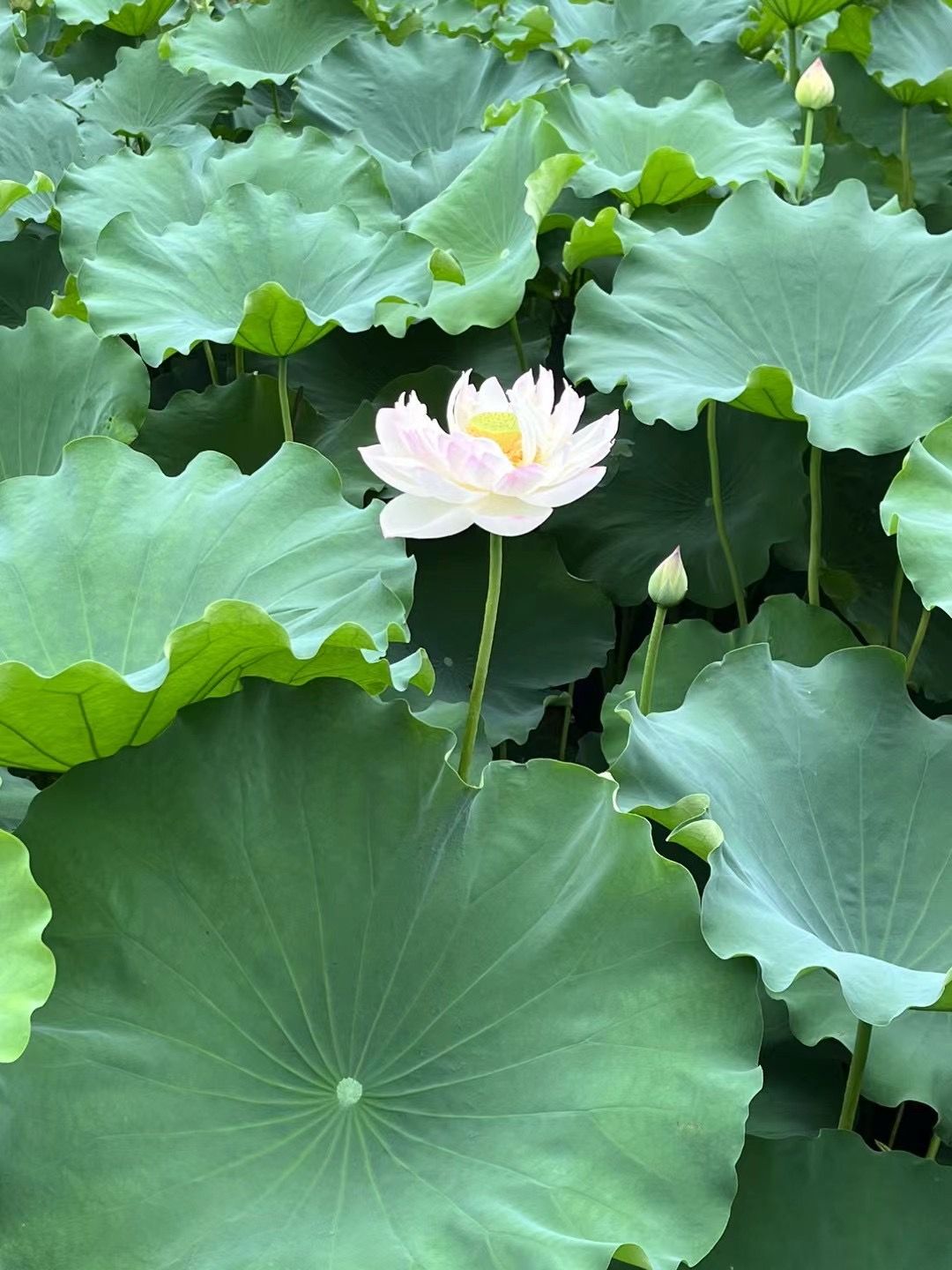 大王甫荷花池旅行图片 1