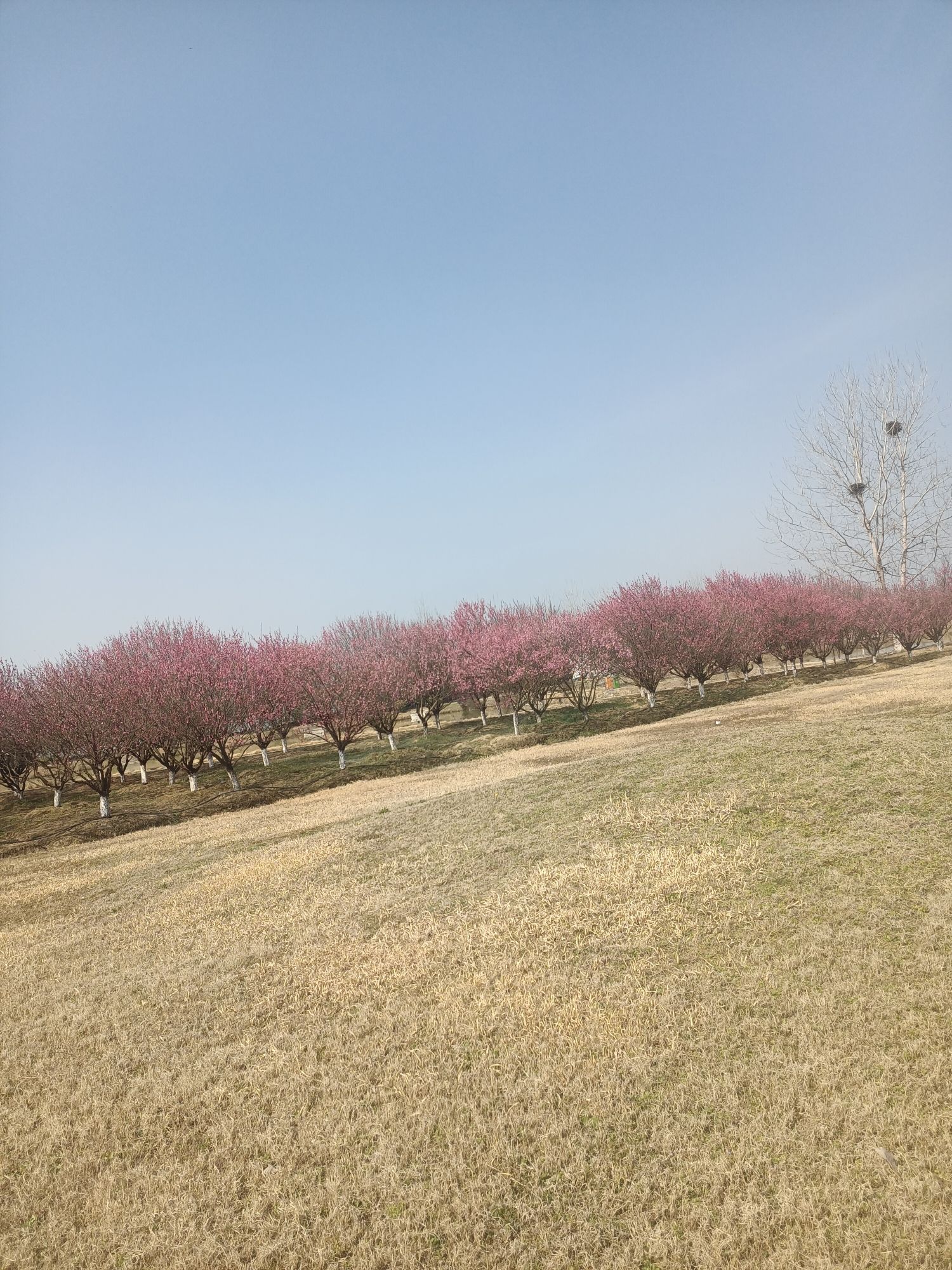 肥东管湾国家湿地公园旅行图片 2