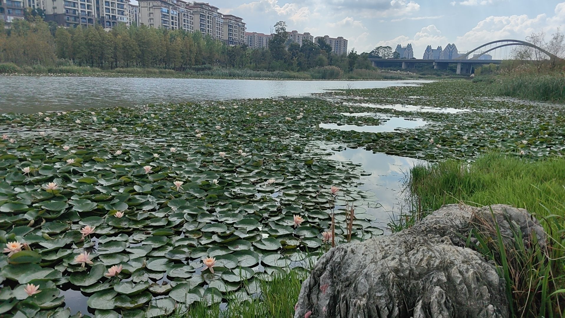 星月湖公园旅行图片 3