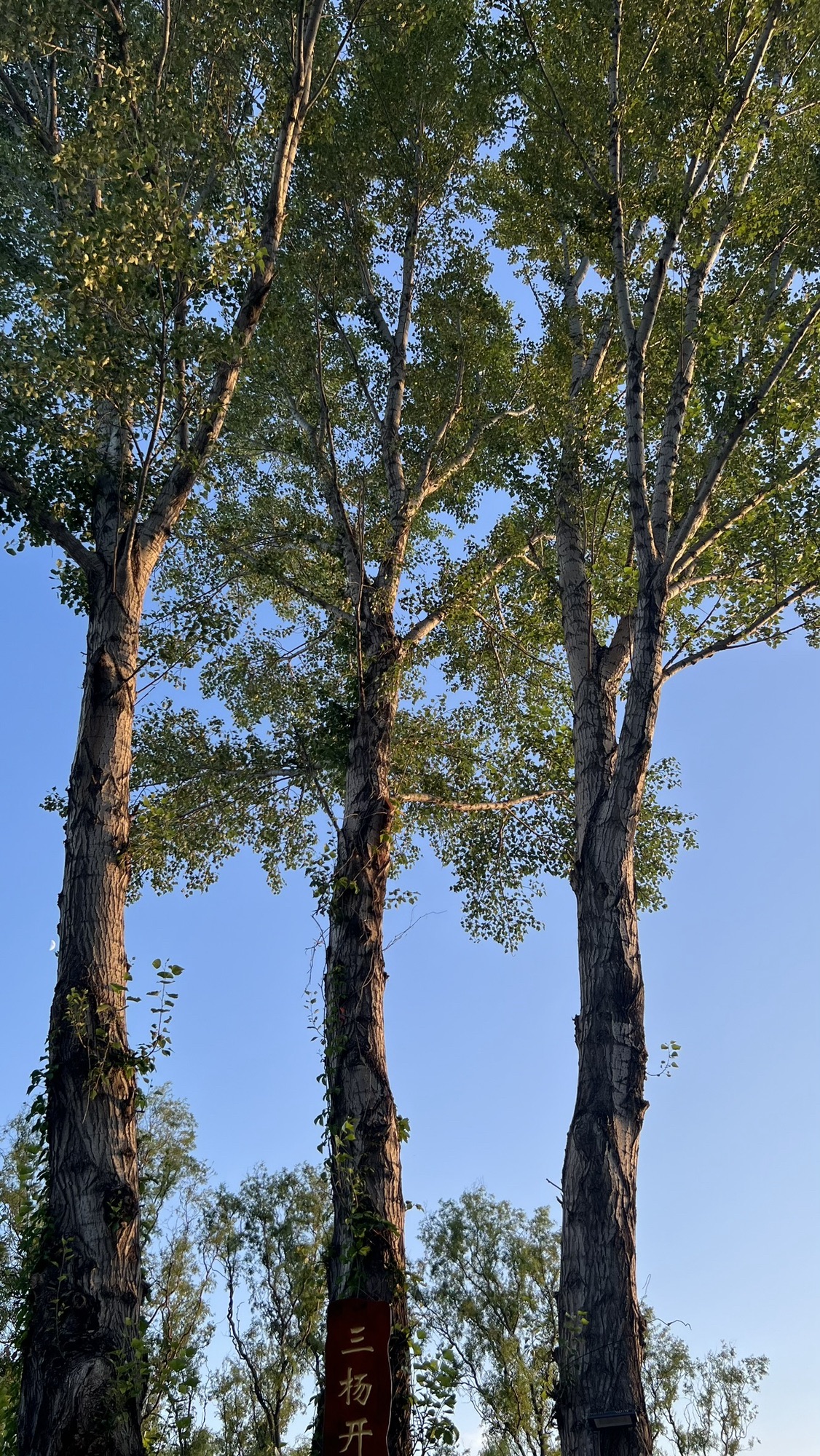 东湖风景区(暂停开放)旅行图片 1