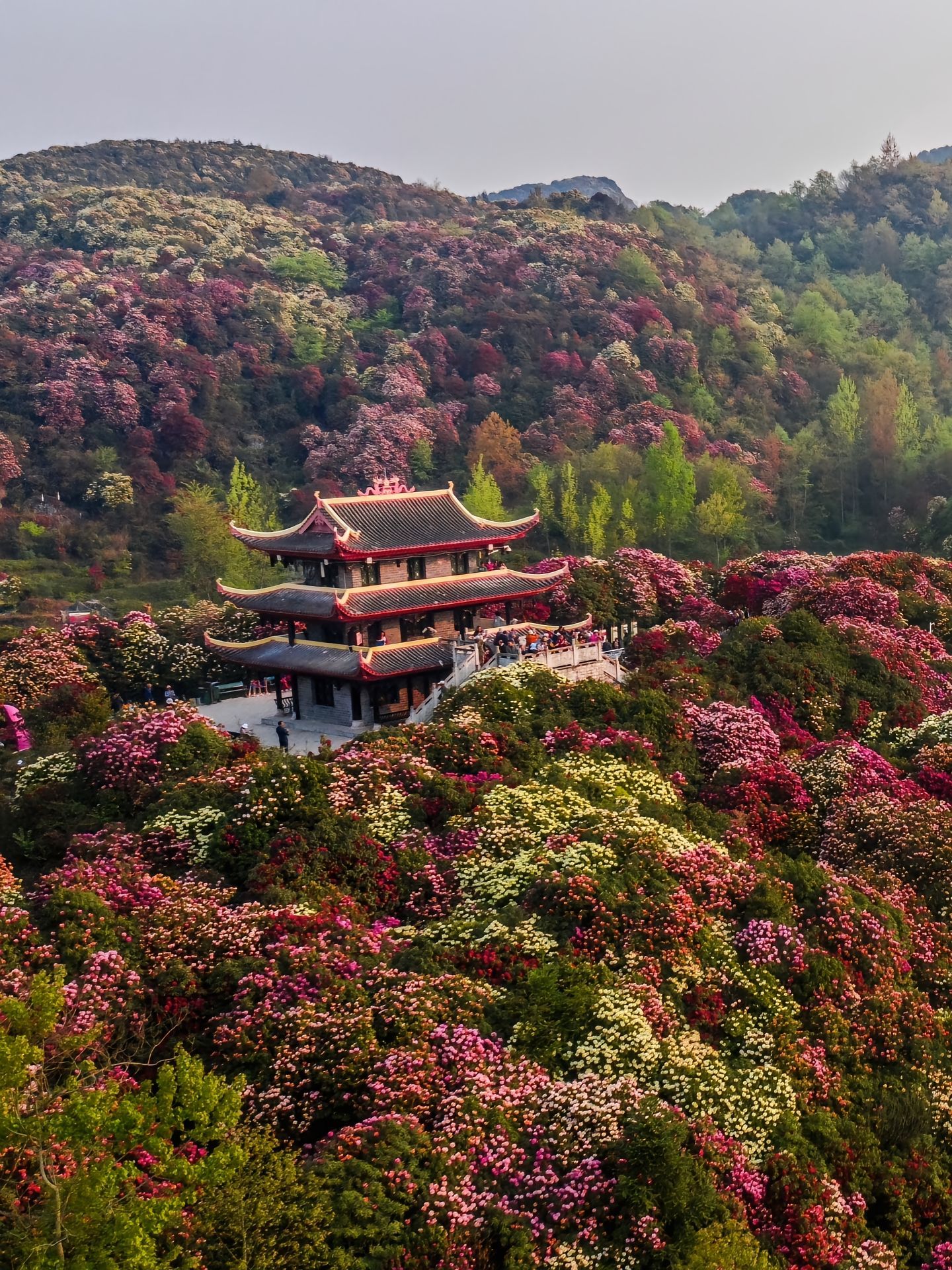 百里杜鹃彝山花谷景区