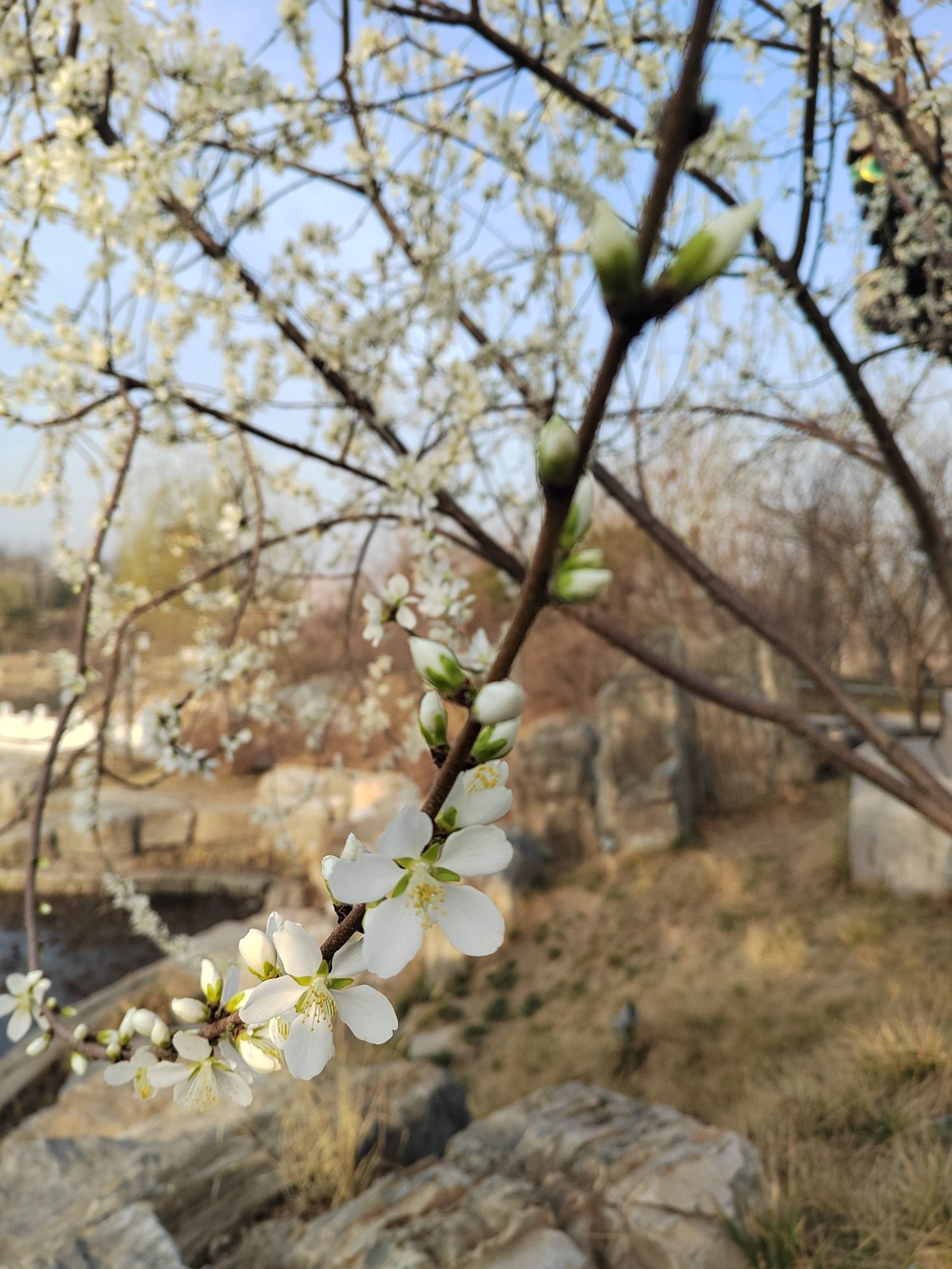 雄安悦容公园旅行图片 2