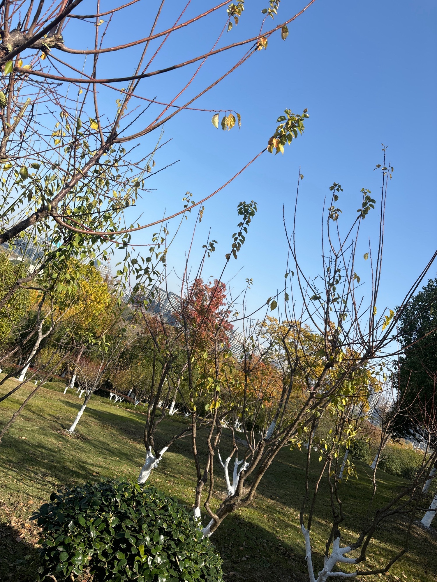 紫云山公园旅行图片 2