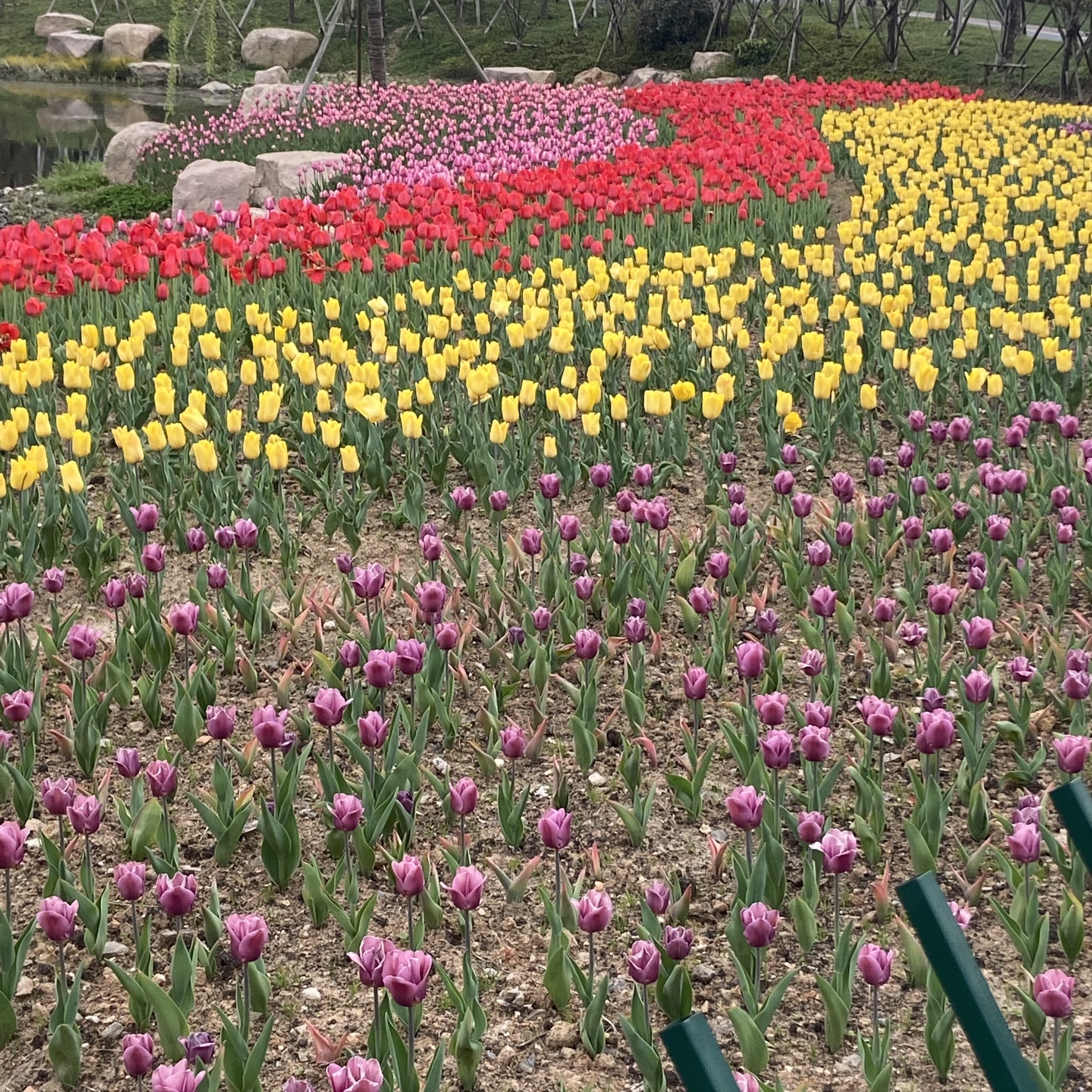 定海湿地公园旅行图片 1