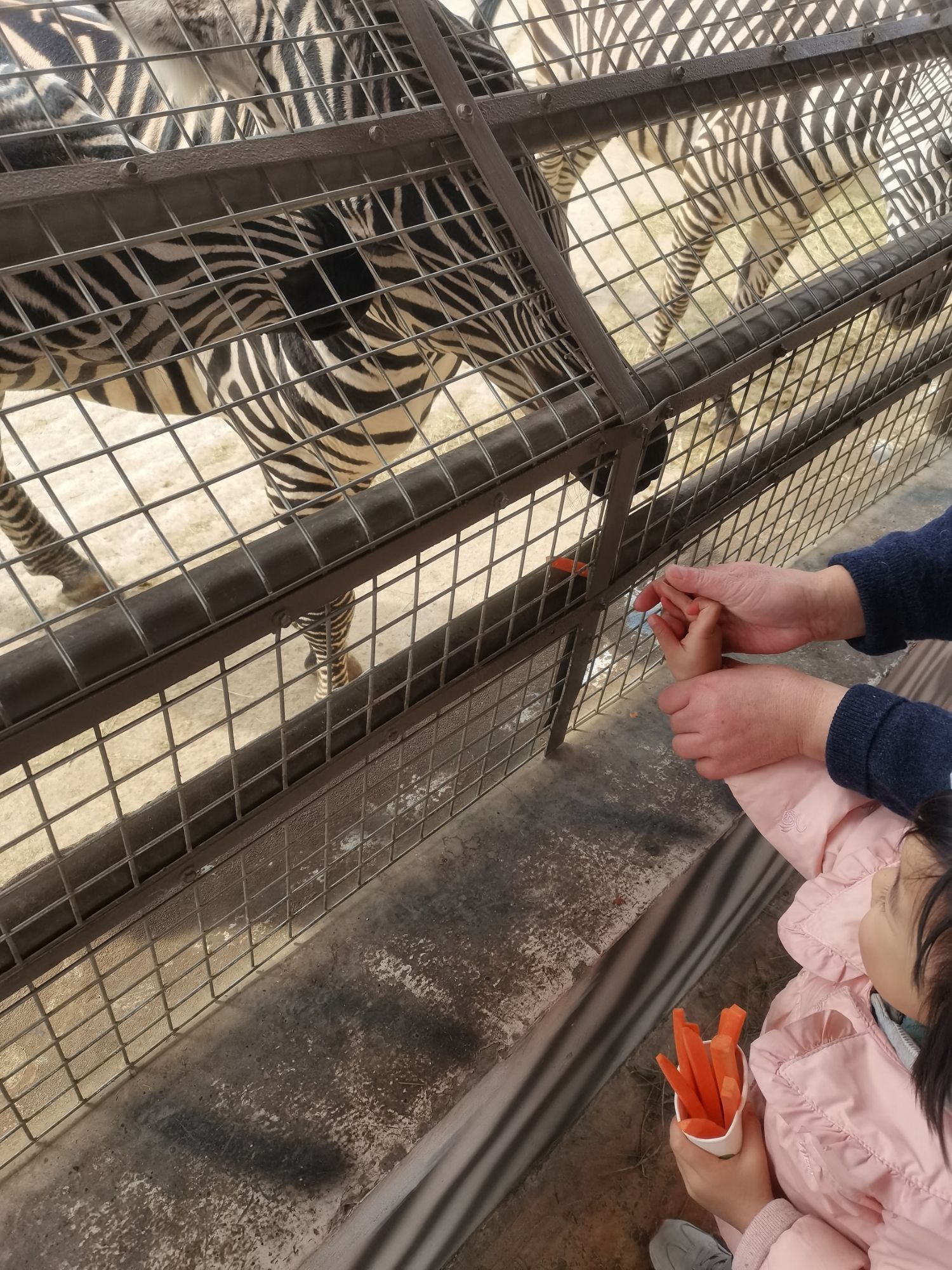 泉城欧乐堡动物王国旅行图片 2
