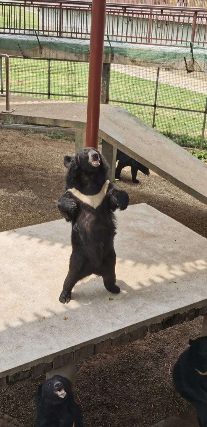 湖南常德野生动物世界旅行图片 3