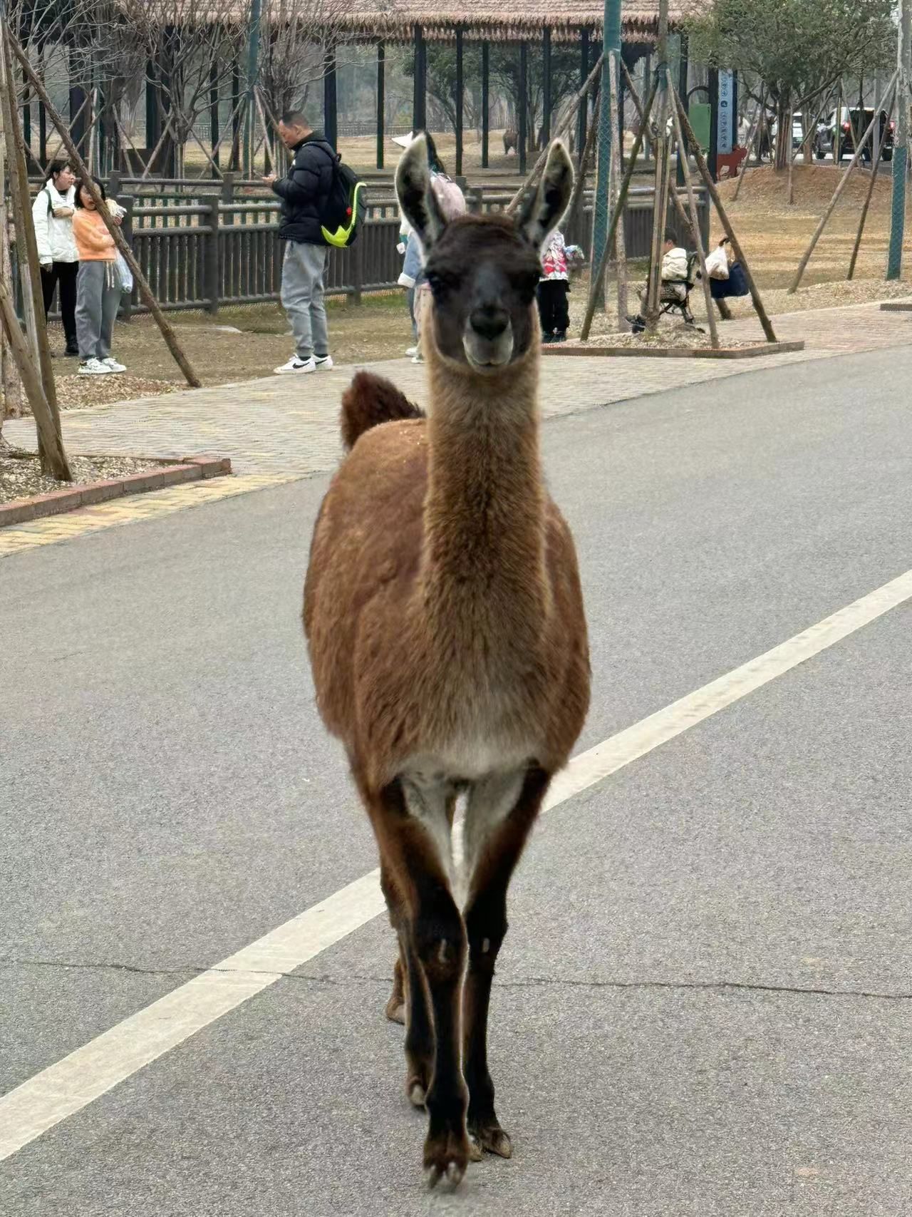湖南常德野生动物世界旅行图片 3