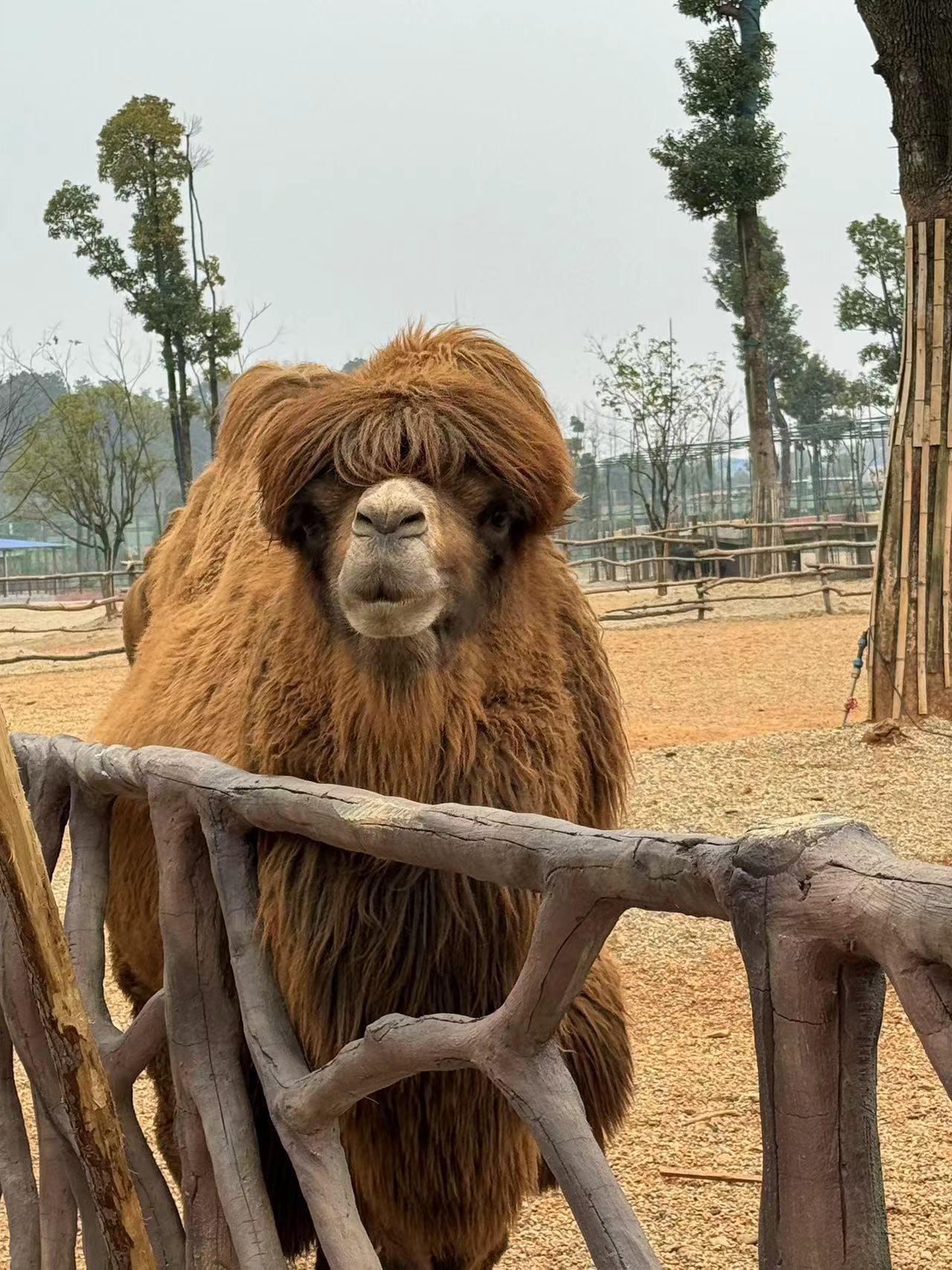 湖南常德野生动物世界旅行图片 1