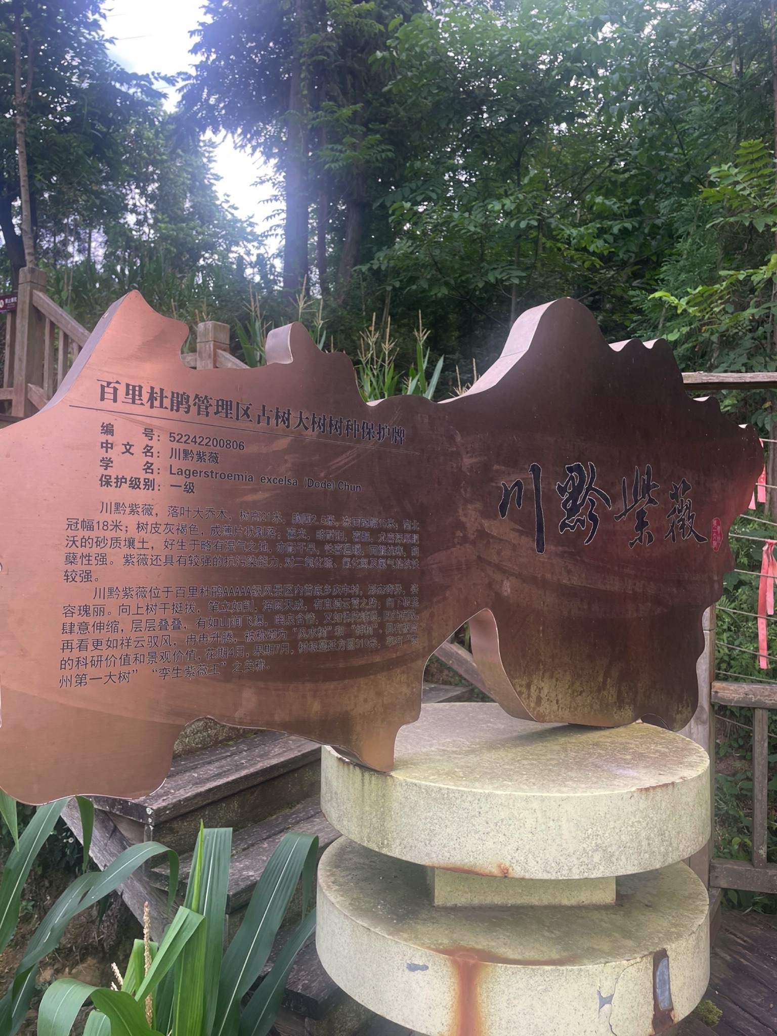 百里杜鹃千年紫薇园景区