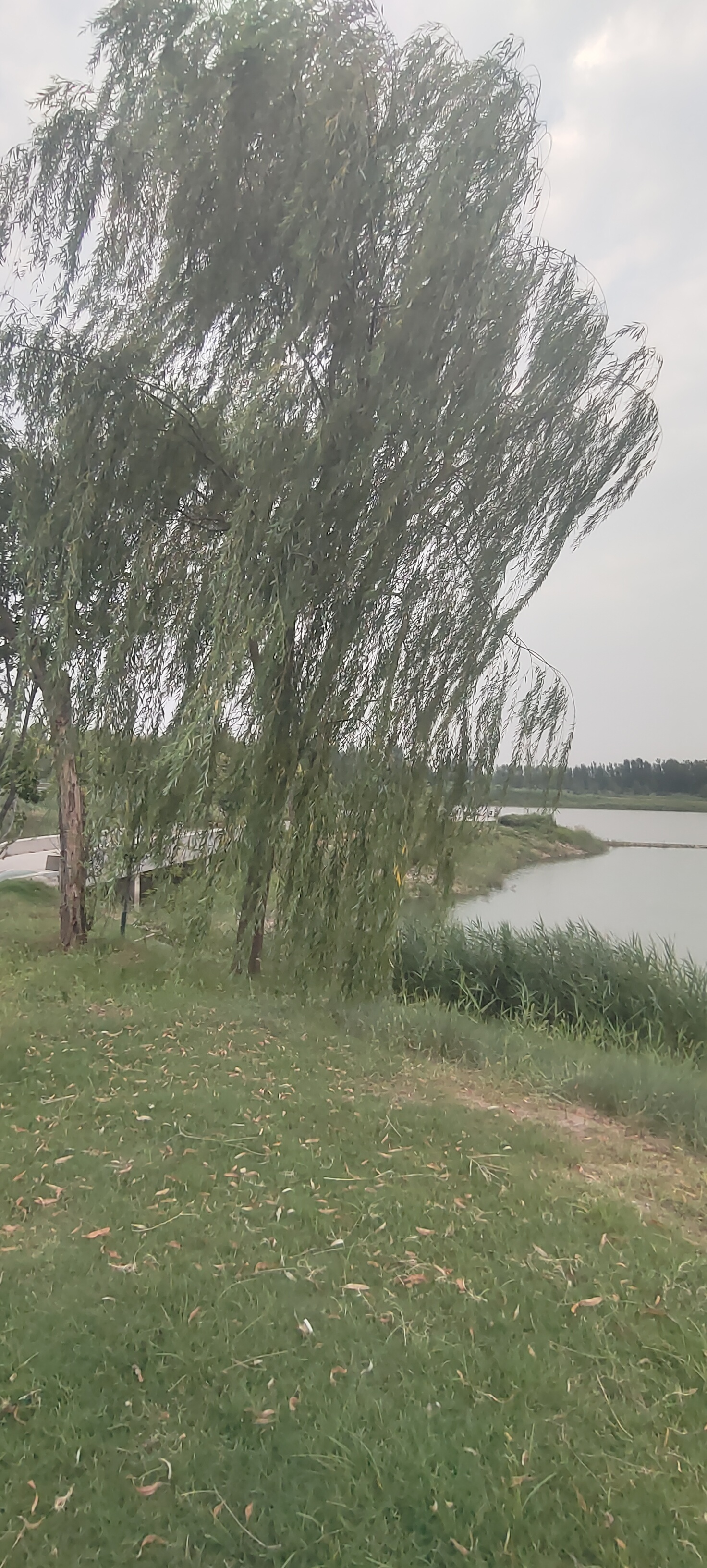 青莲公园旅行图片 2