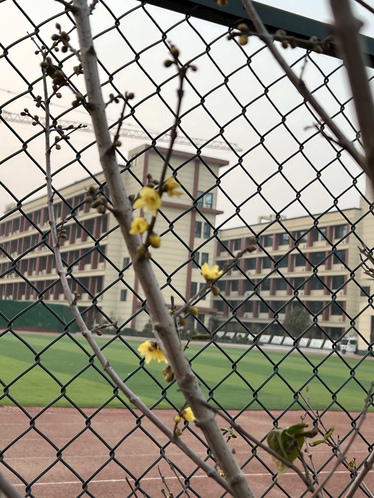 周口市锦诚高级中学