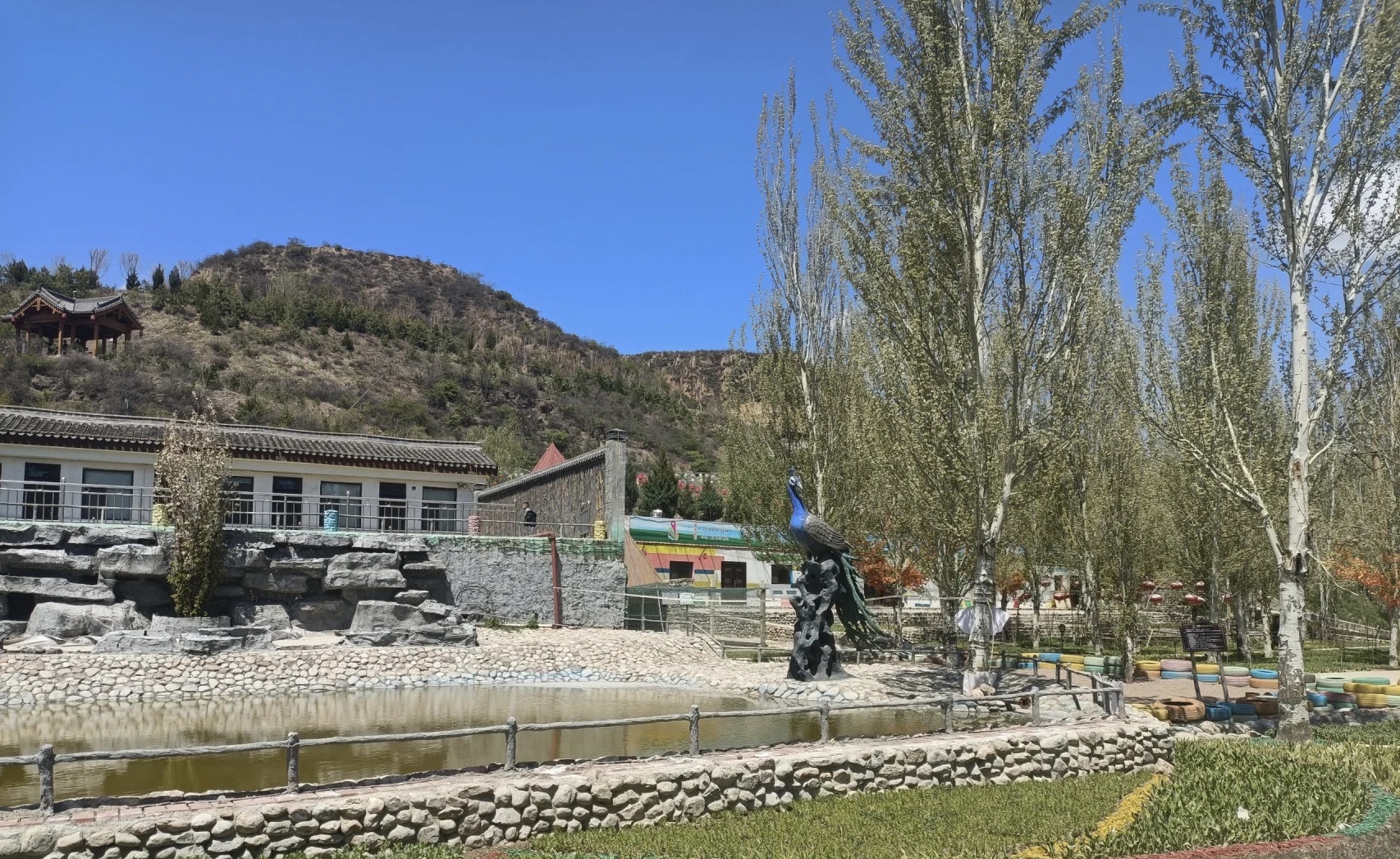 凤岛孔雀小镇旅行图片 3