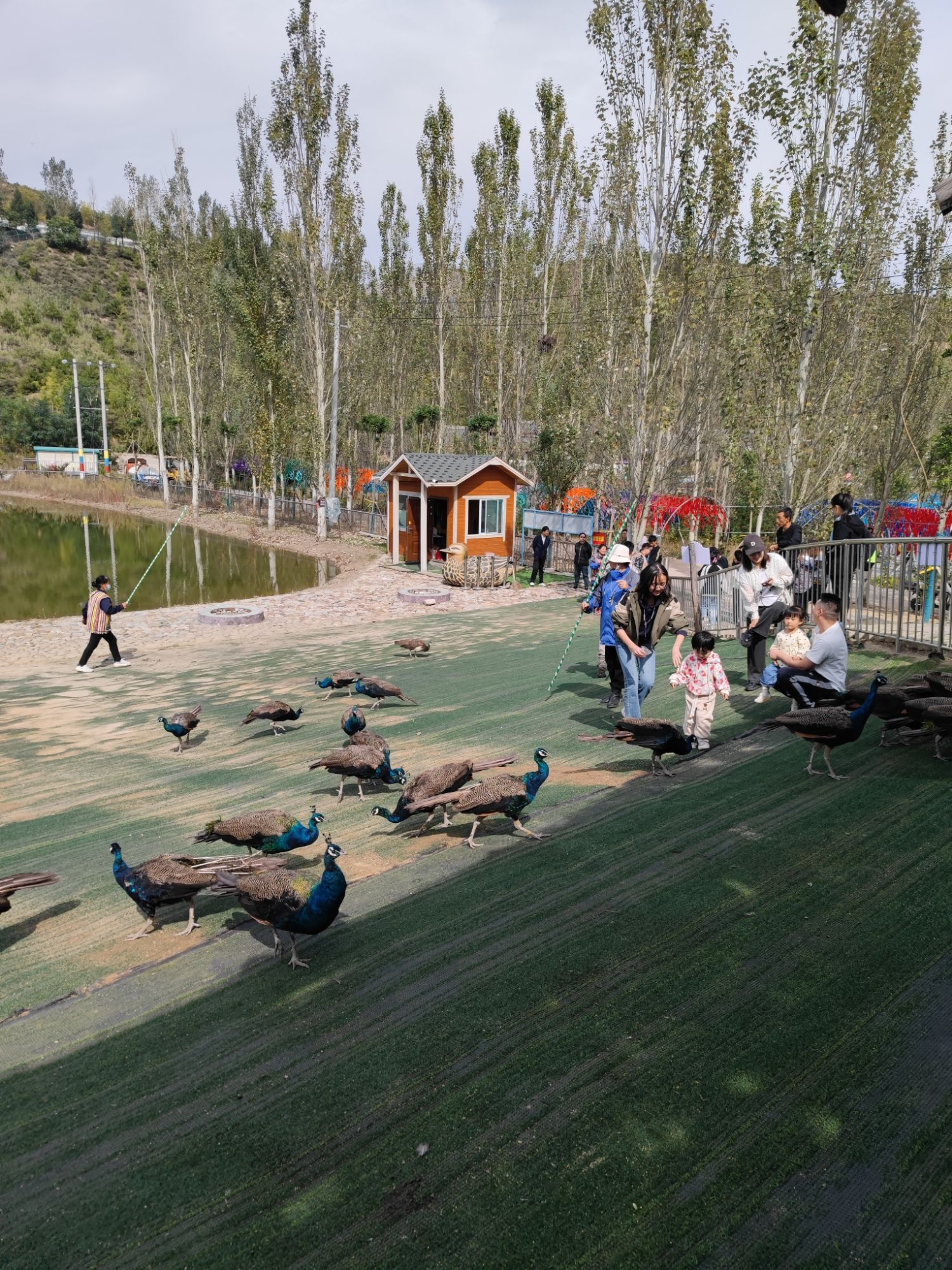 凤岛孔雀小镇旅行图片 3