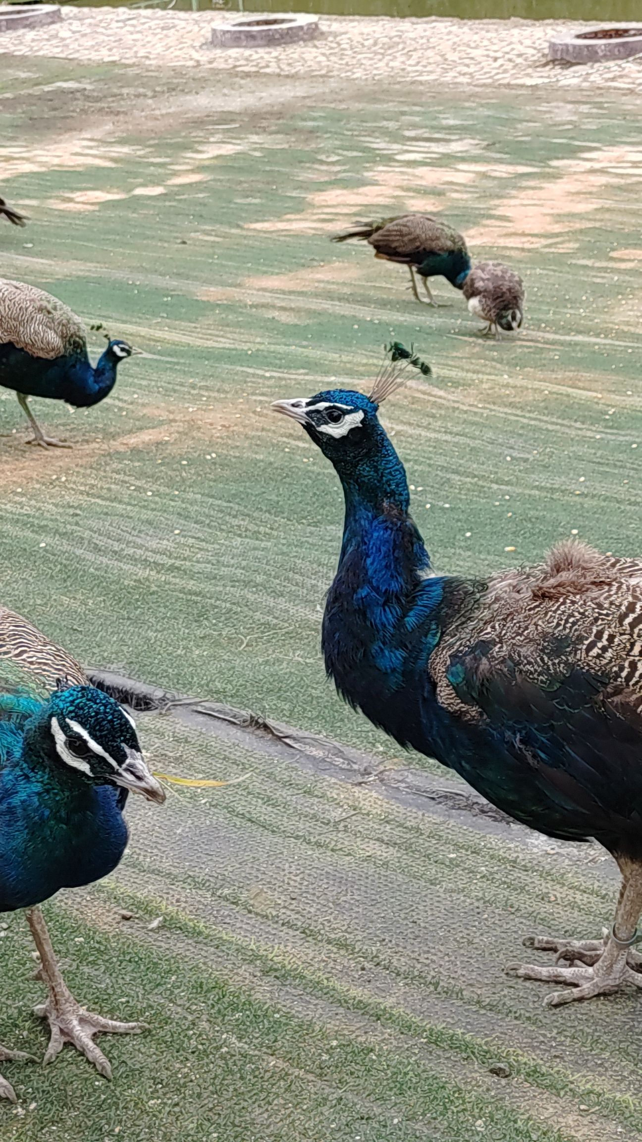 凤岛孔雀小镇旅行图片 3