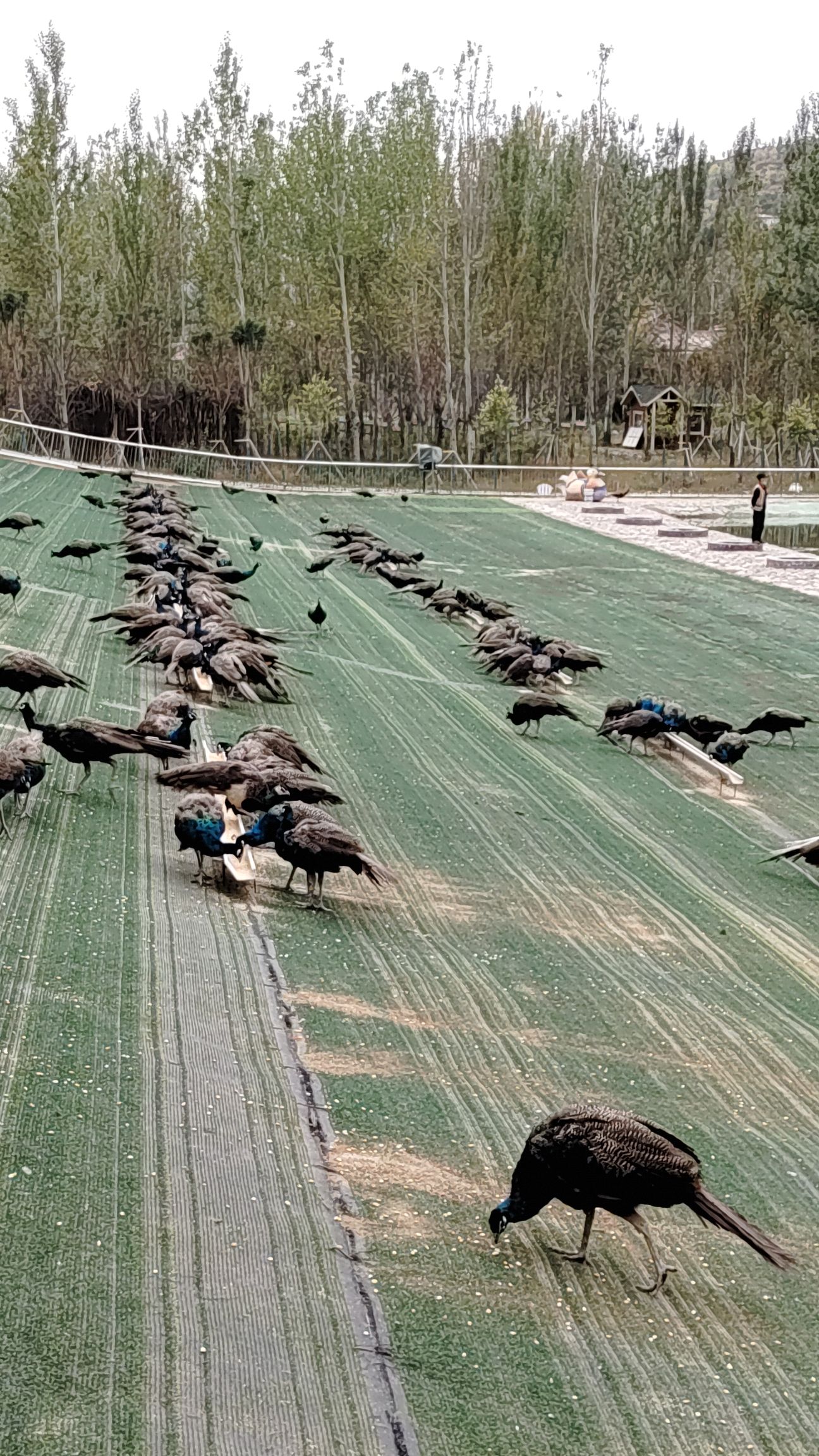 凤岛孔雀小镇旅行图片 2