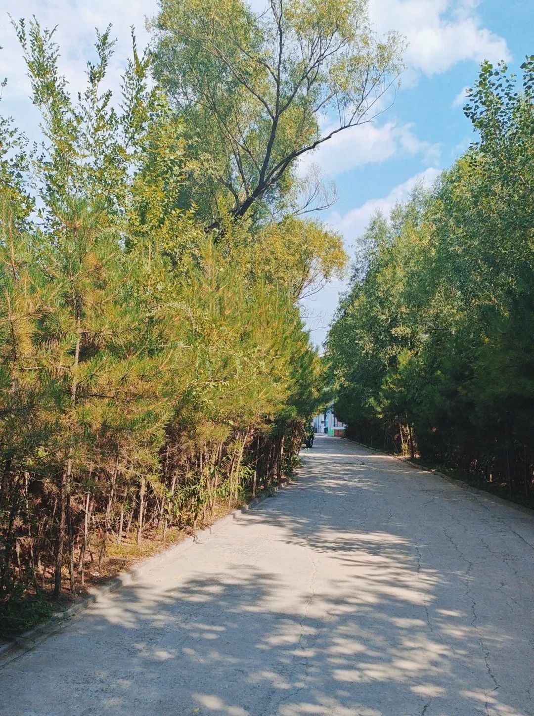 青龙谷景区旅行图片 3