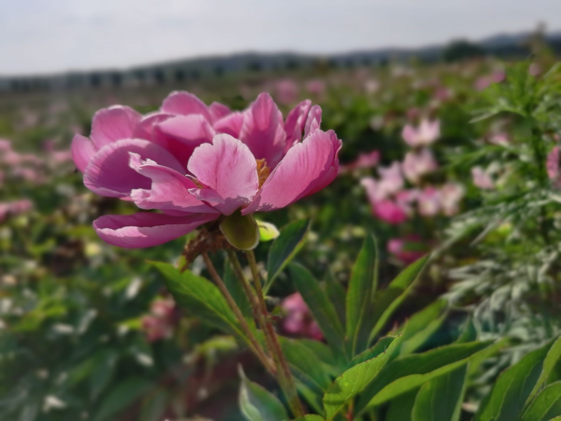 确山王岗芍药花海旅行图片 1