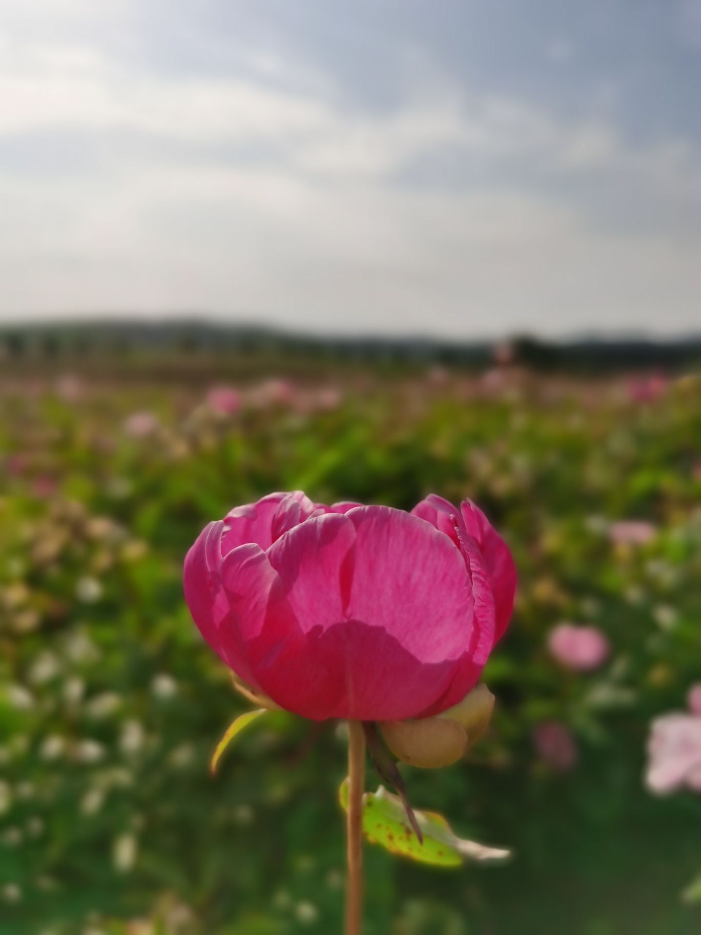 确山王岗芍药花海旅行图片 2