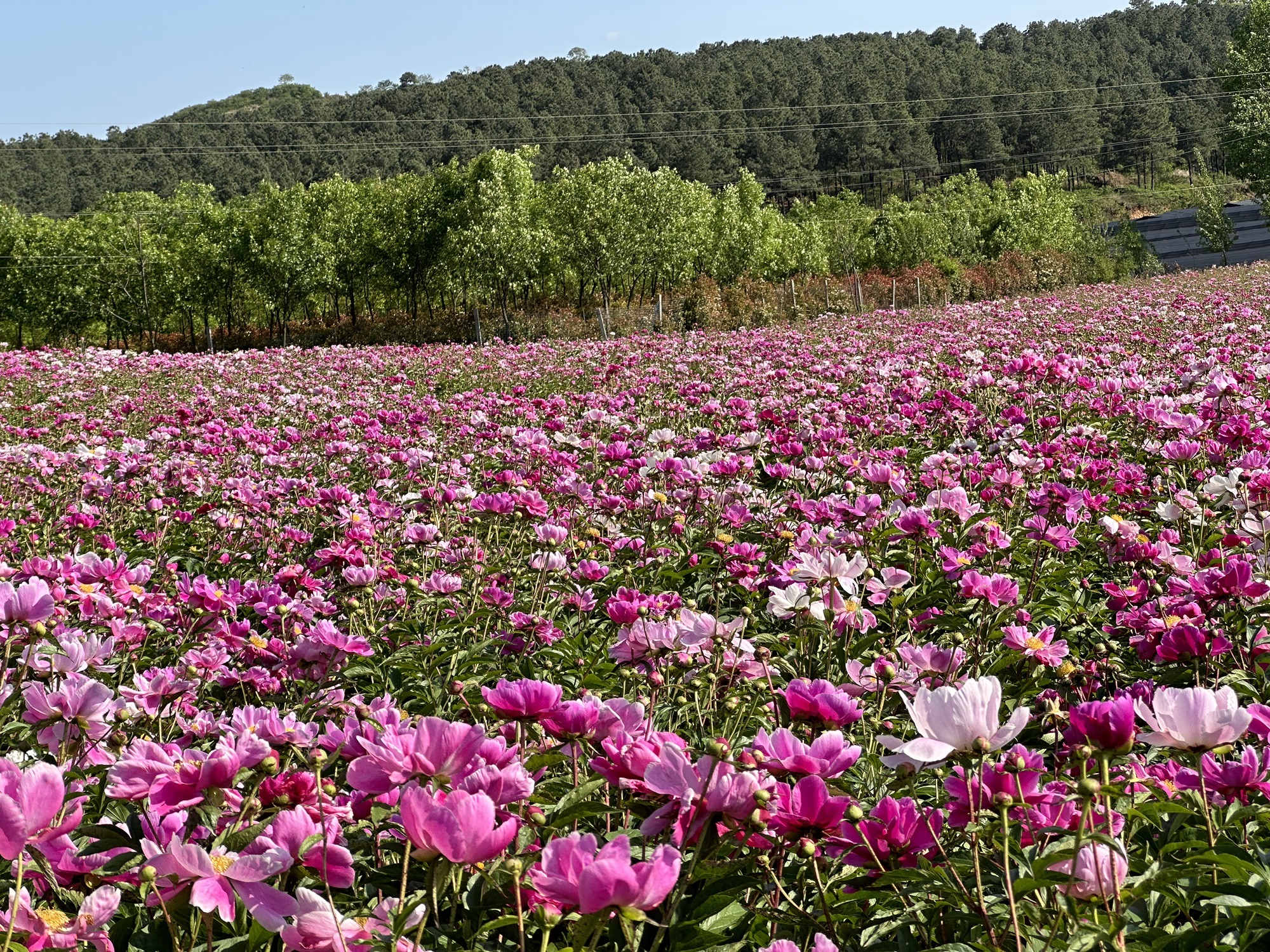 确山王岗芍药花海旅行图片 2