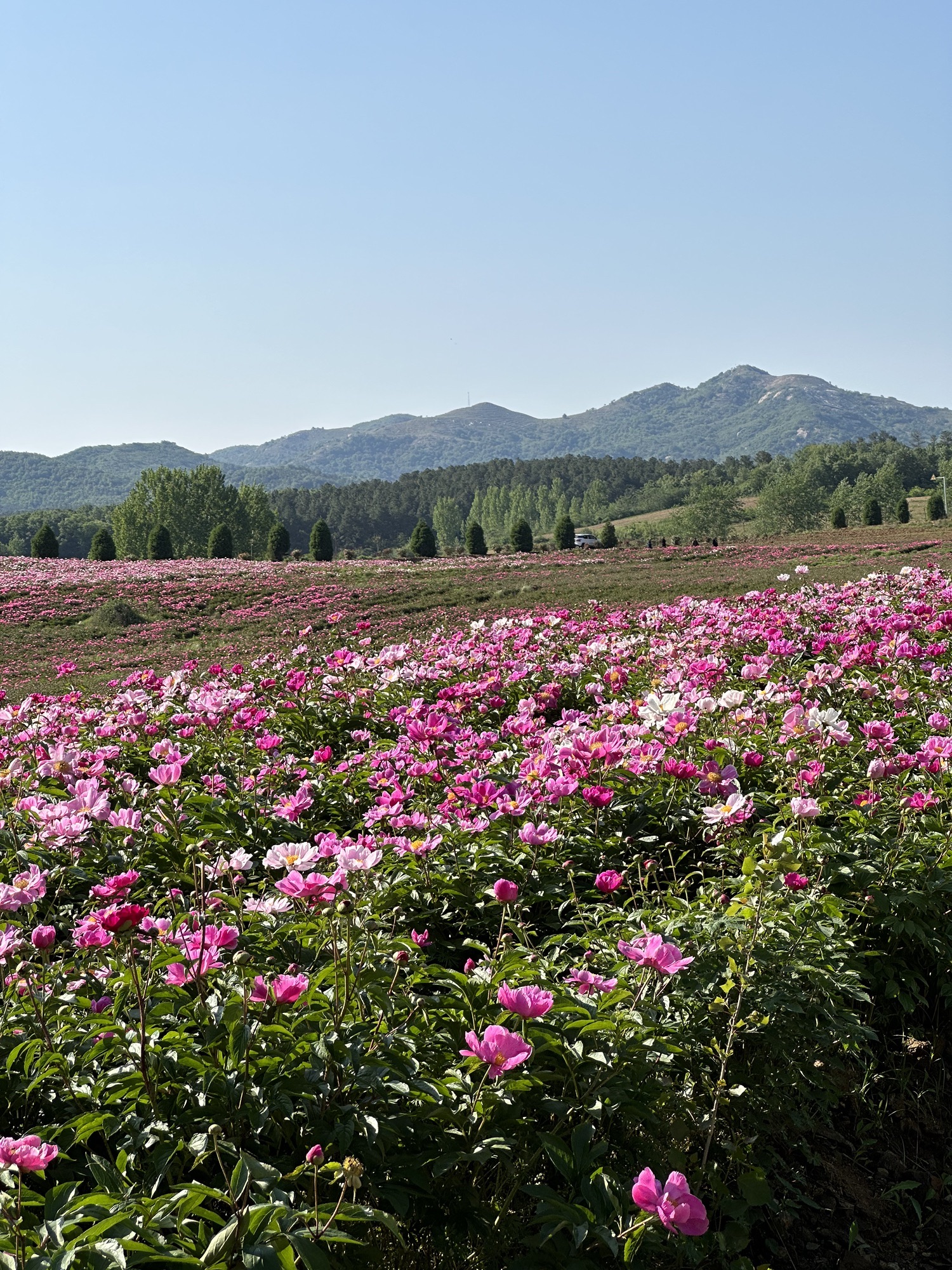 确山王岗芍药花海旅行图片 1
