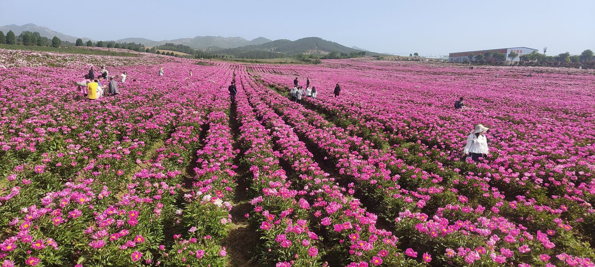 确山王岗芍药花海旅行图片 3