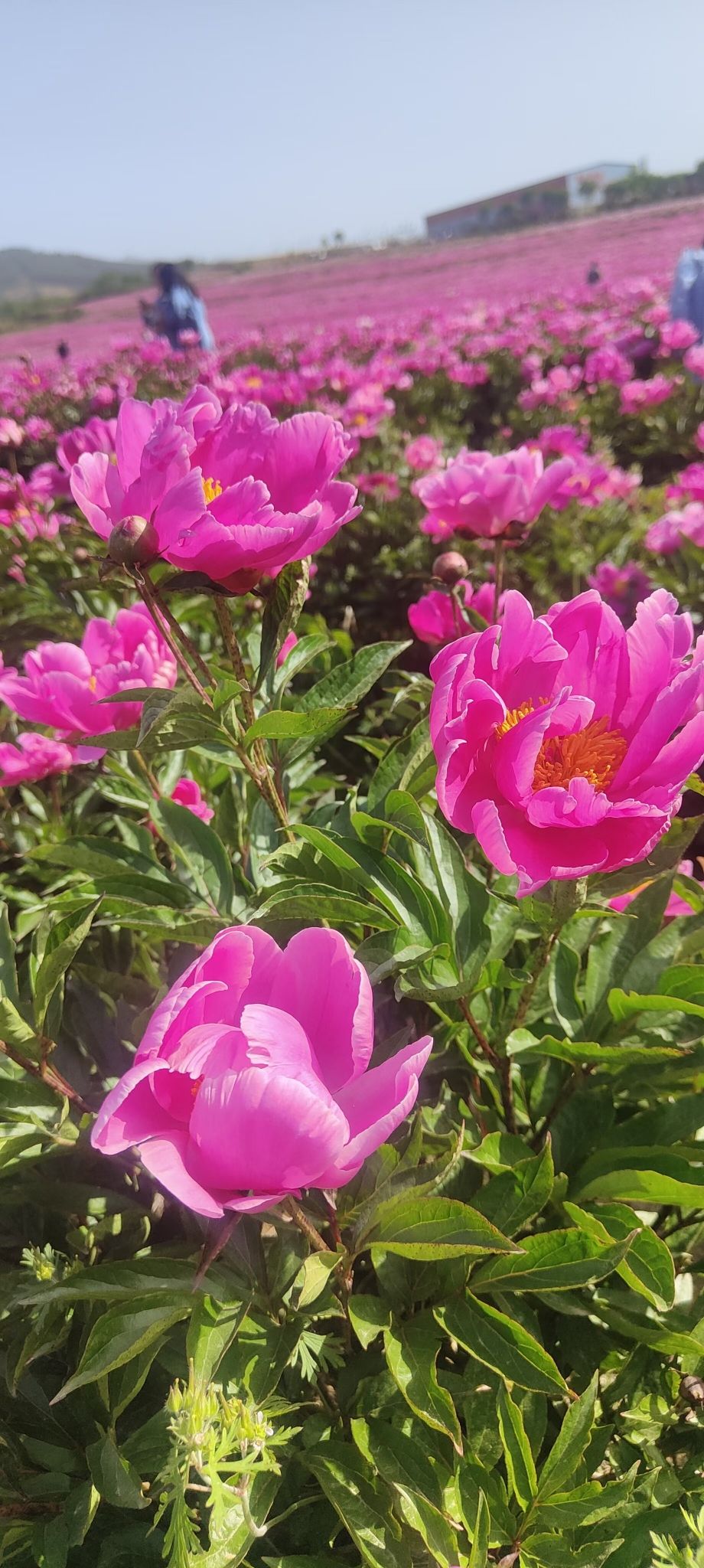 确山王岗芍药花海旅行图片 2
