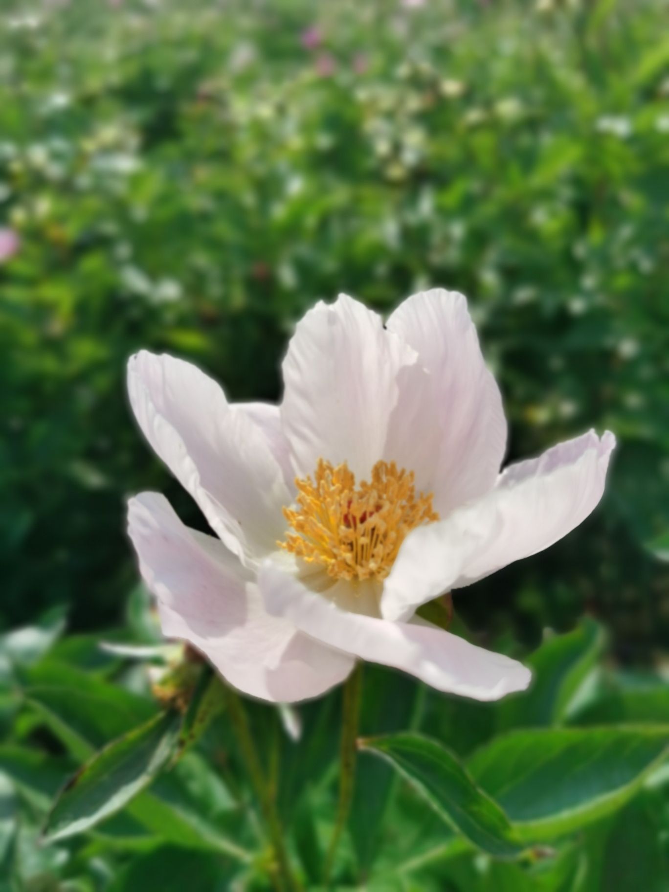 确山王岗芍药花海旅行图片 3
