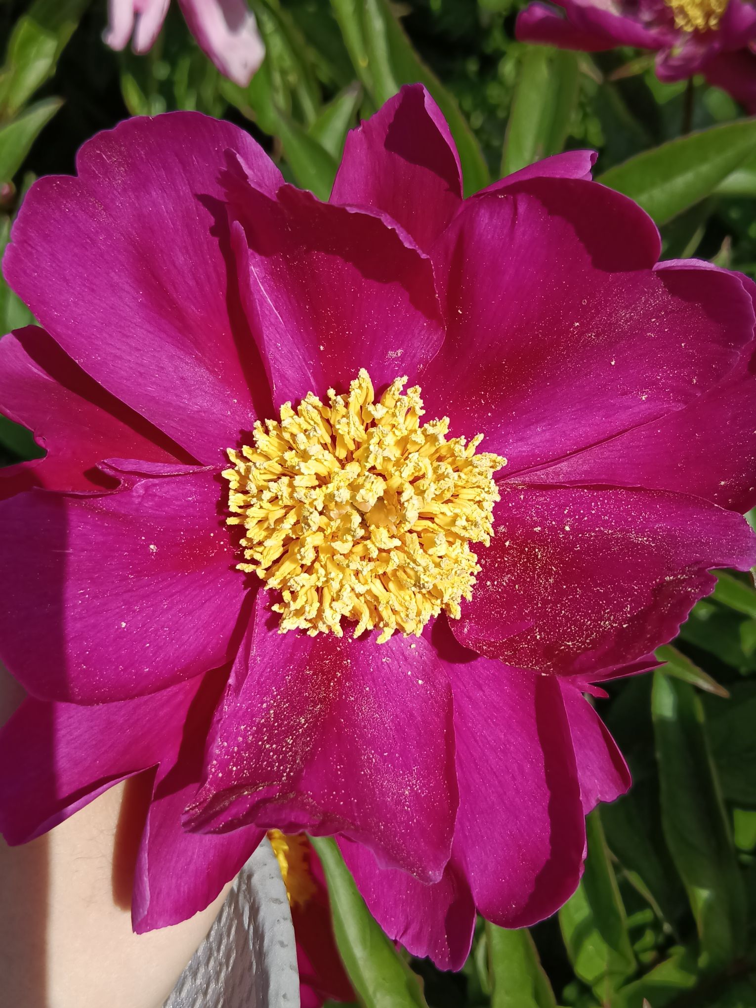 确山王岗芍药花海旅行图片 2