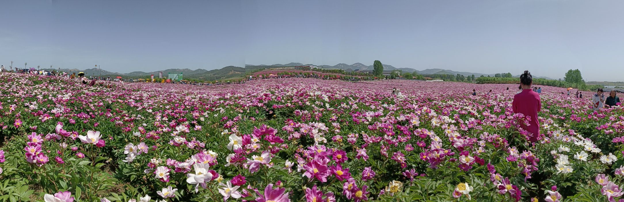 确山王岗芍药花海旅行图片 3