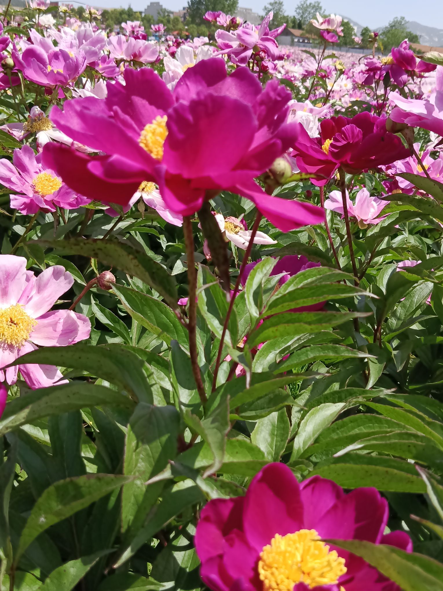 确山王岗芍药花海旅行图片 1