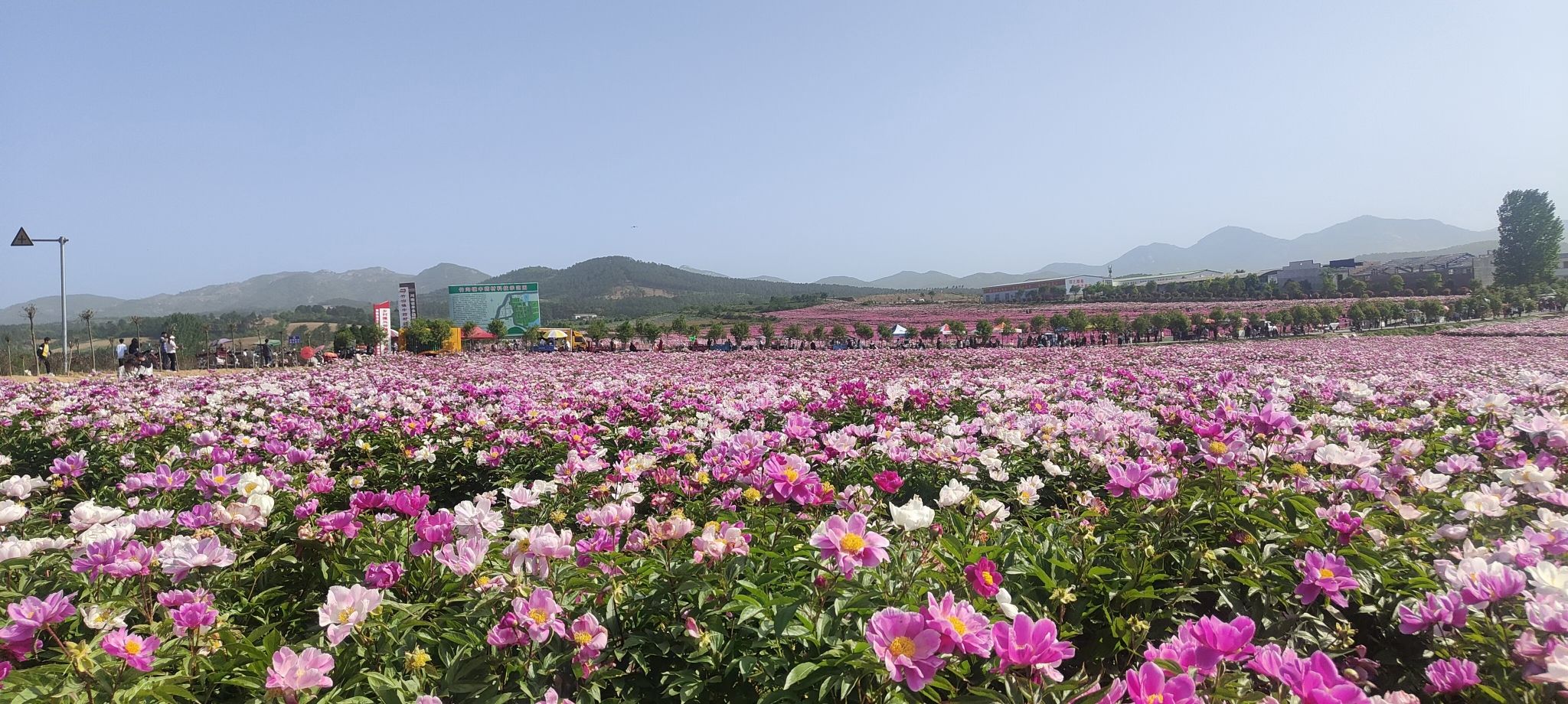 确山王岗芍药花海旅行图片 1