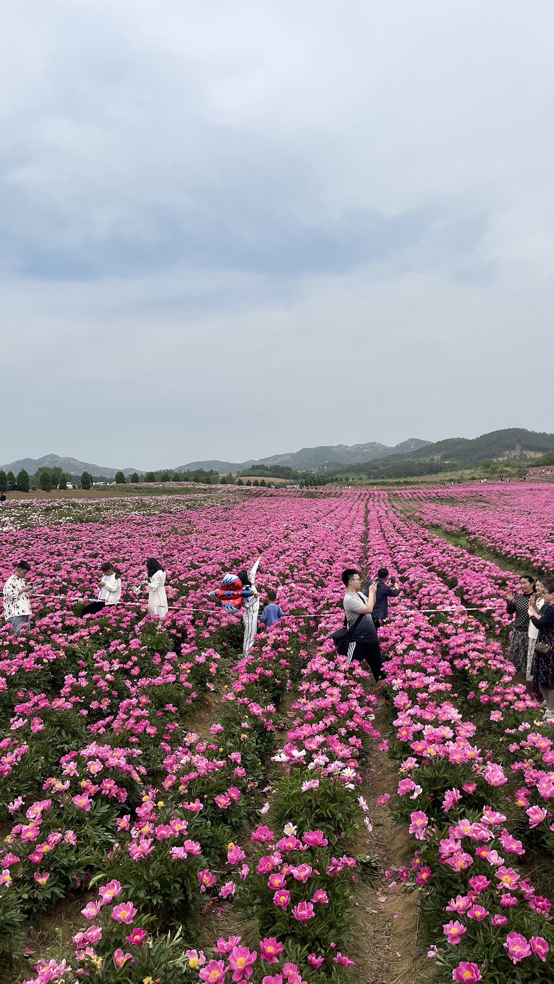 确山王岗芍药花海旅行图片 1