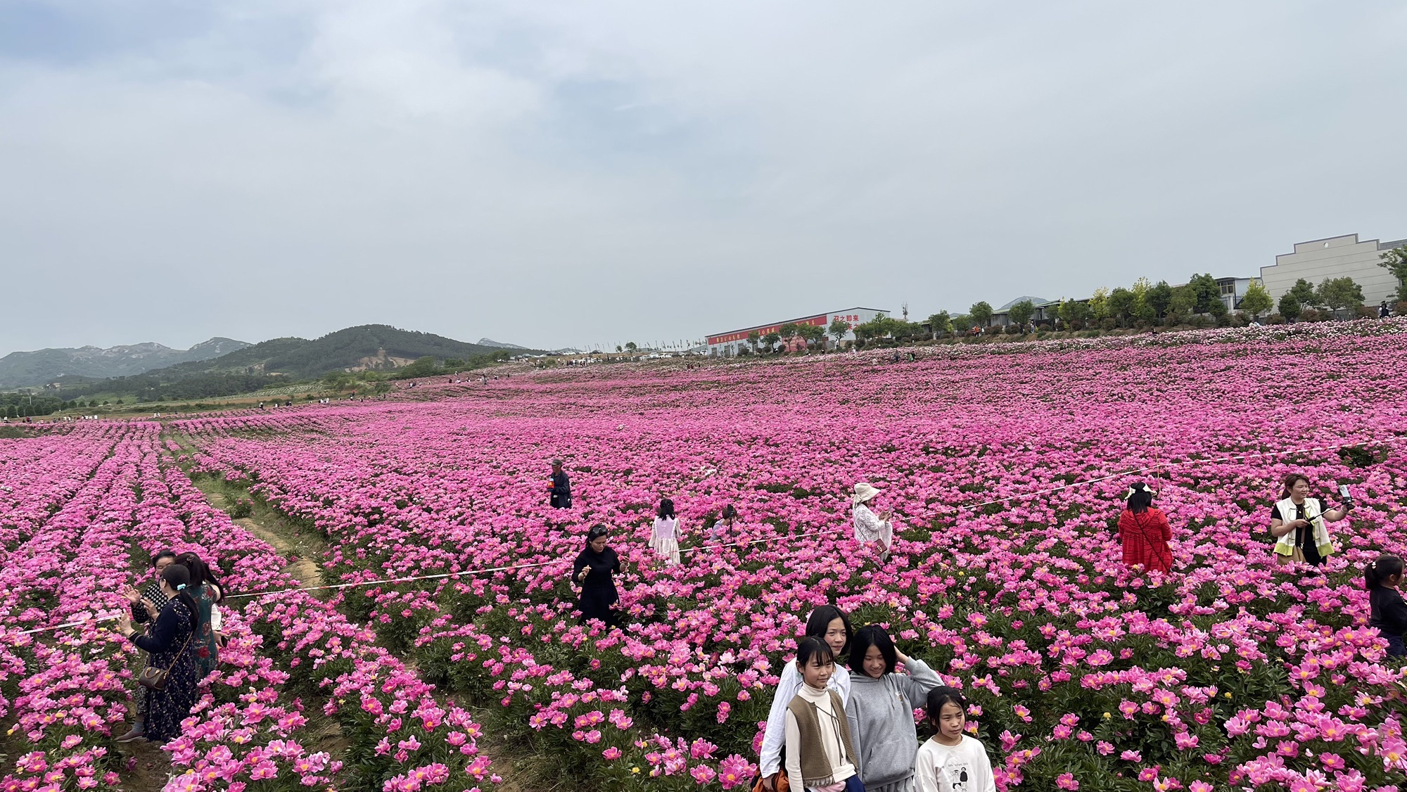 确山王岗芍药花海旅行图片 3