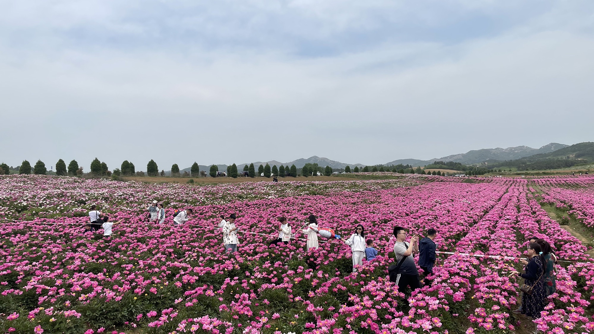 确山王岗芍药花海旅行图片 2