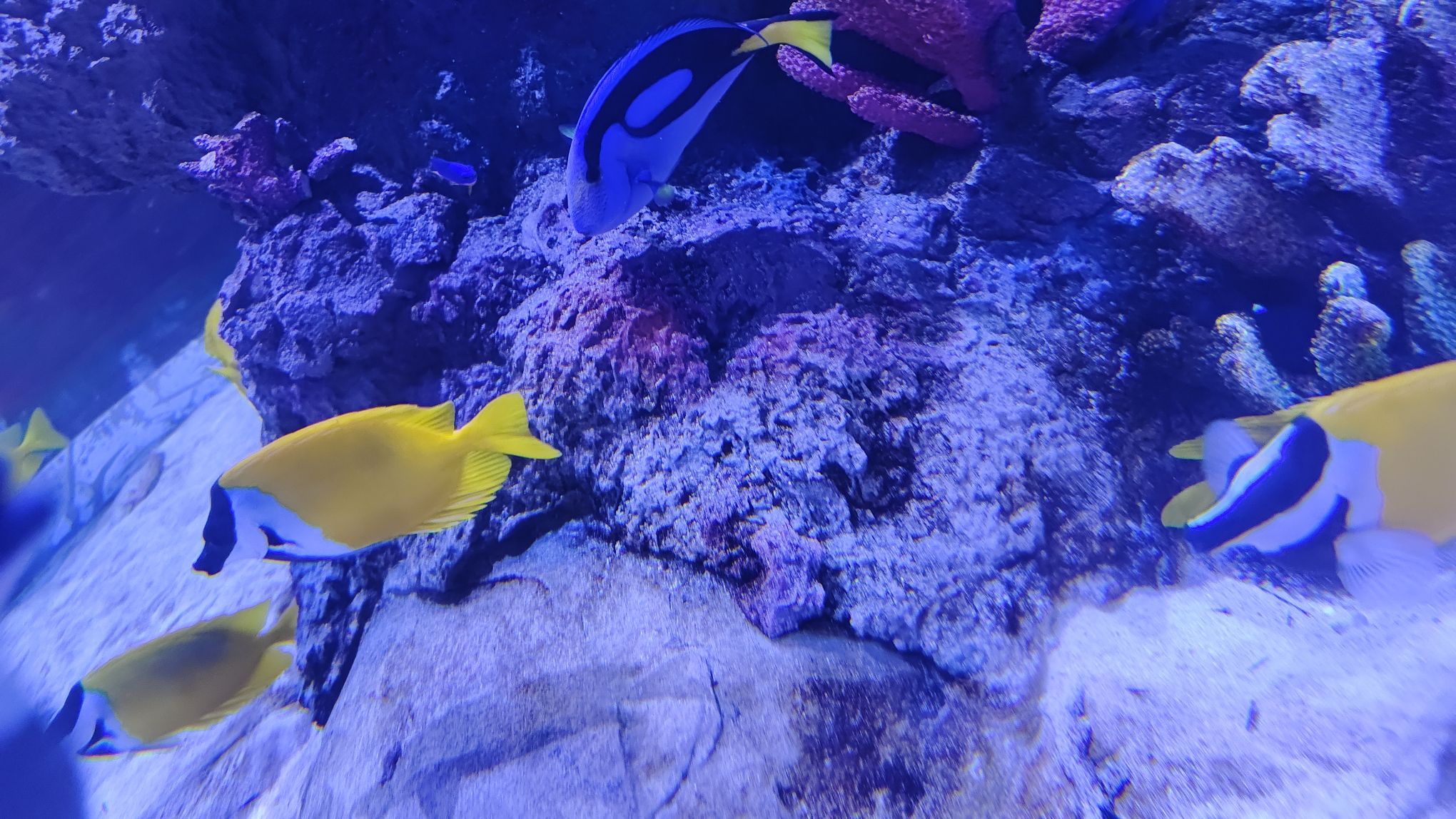 鹏新嘉定海洋世界旅行图片 3