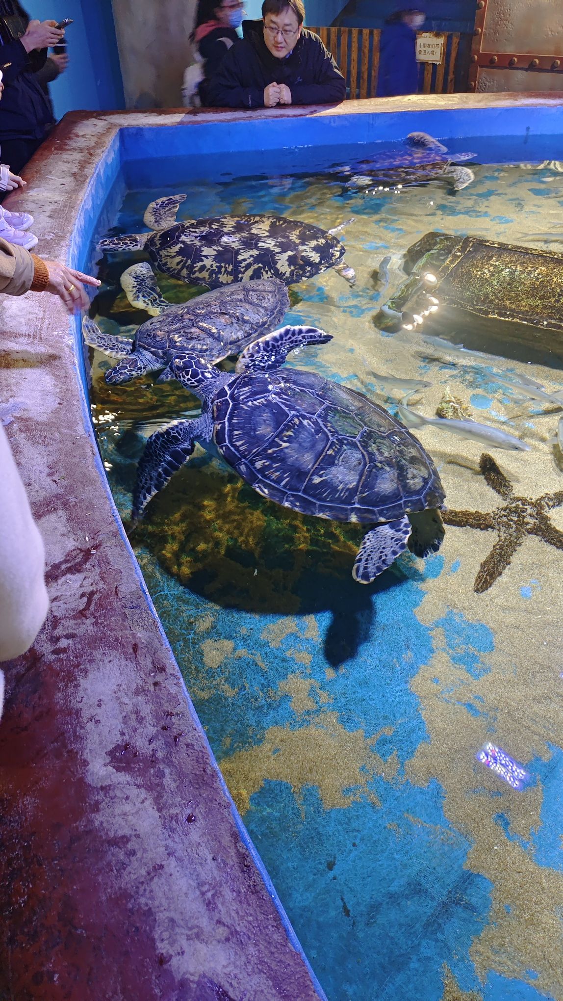 鹏新嘉定海洋世界旅行图片 1