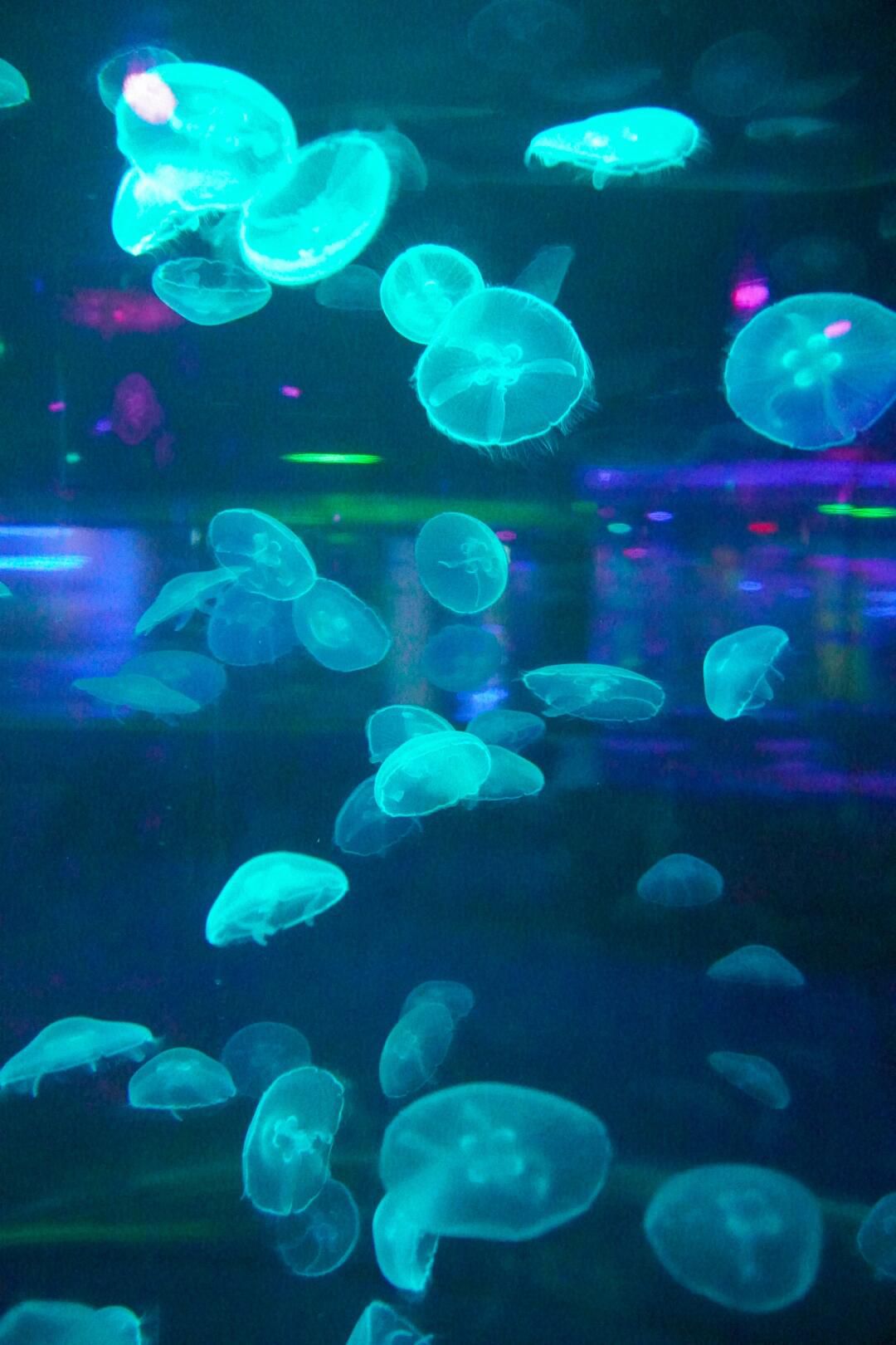 鹏新嘉定海洋世界旅行图片 2