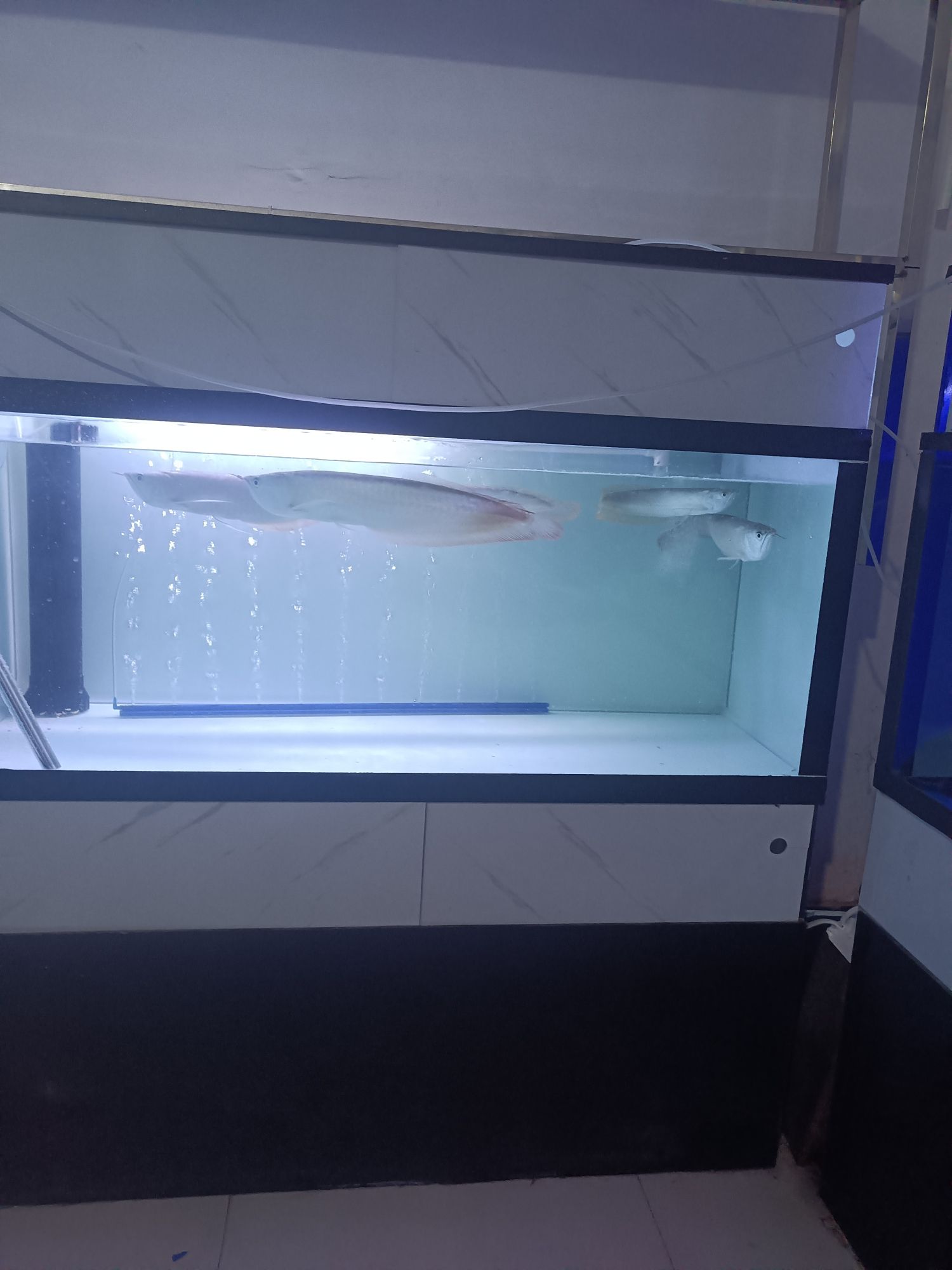 花前买鱼水族馆的第3张图片的图片资料
