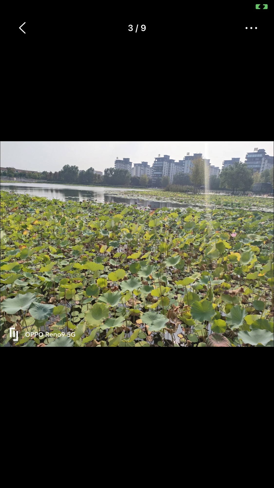 温县慈胜公园旅行图片 3