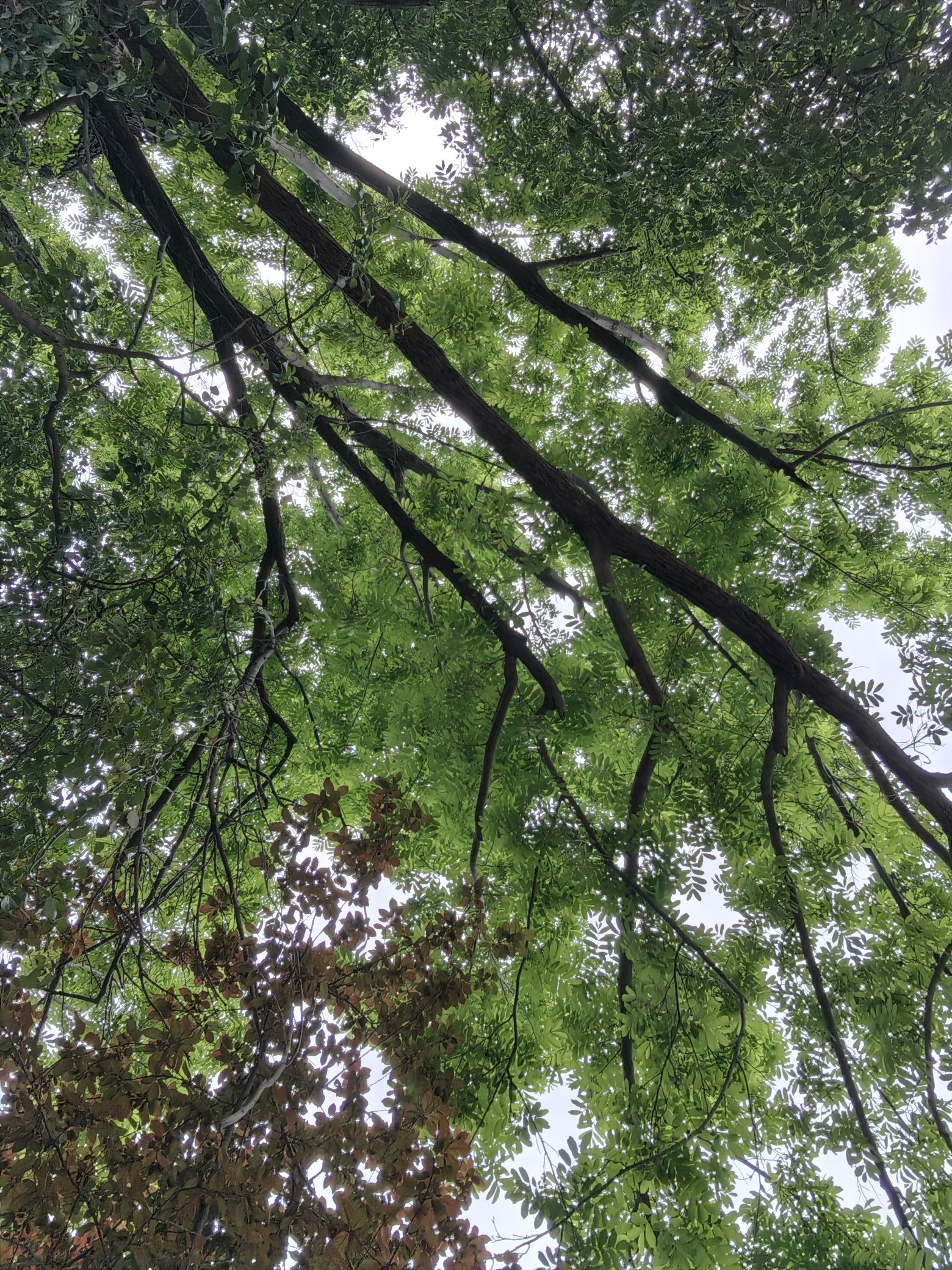 温县慈胜公园旅行图片 1