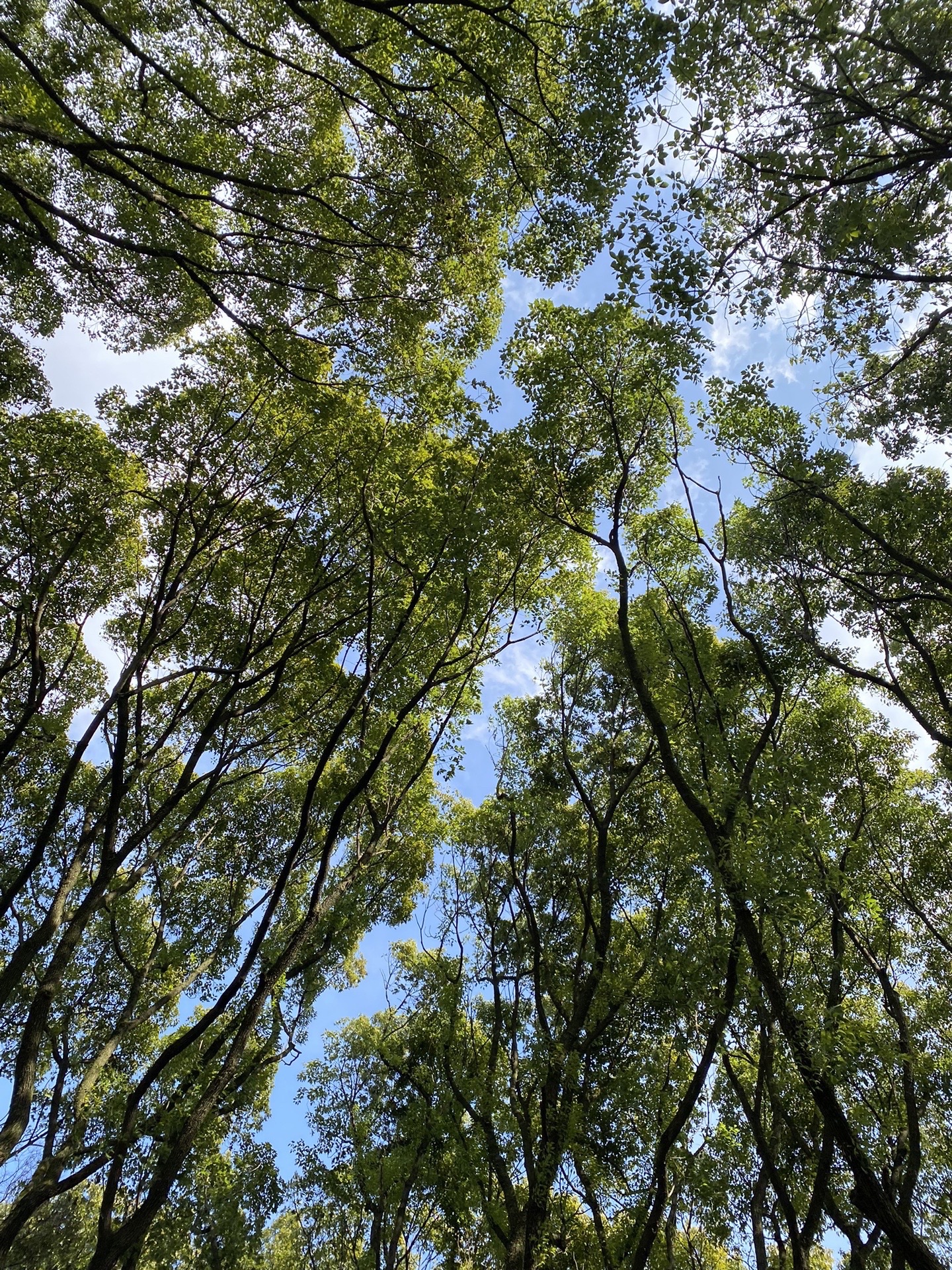 艇湖塔旅行图片 2