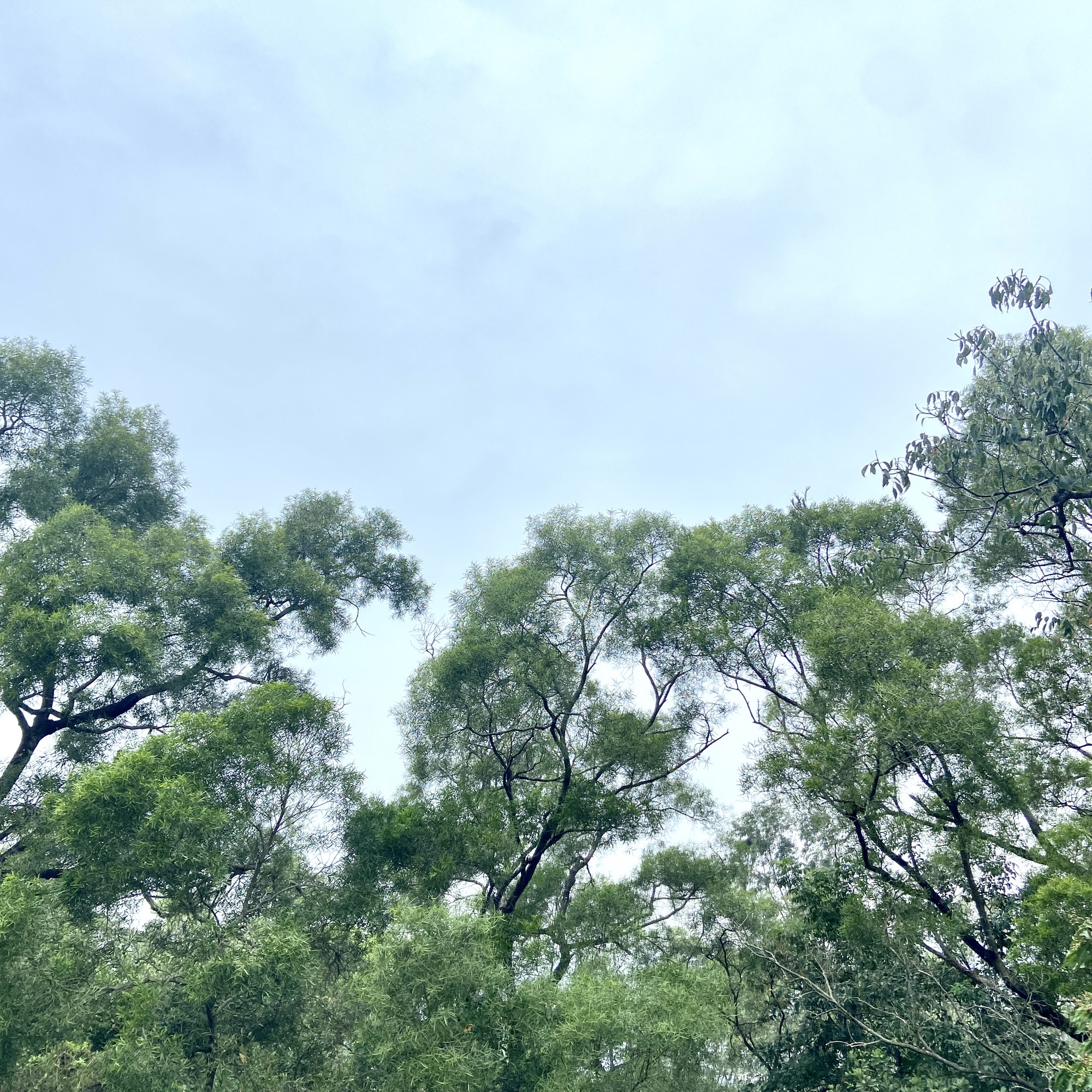 小林山生态公园旅行图片 2