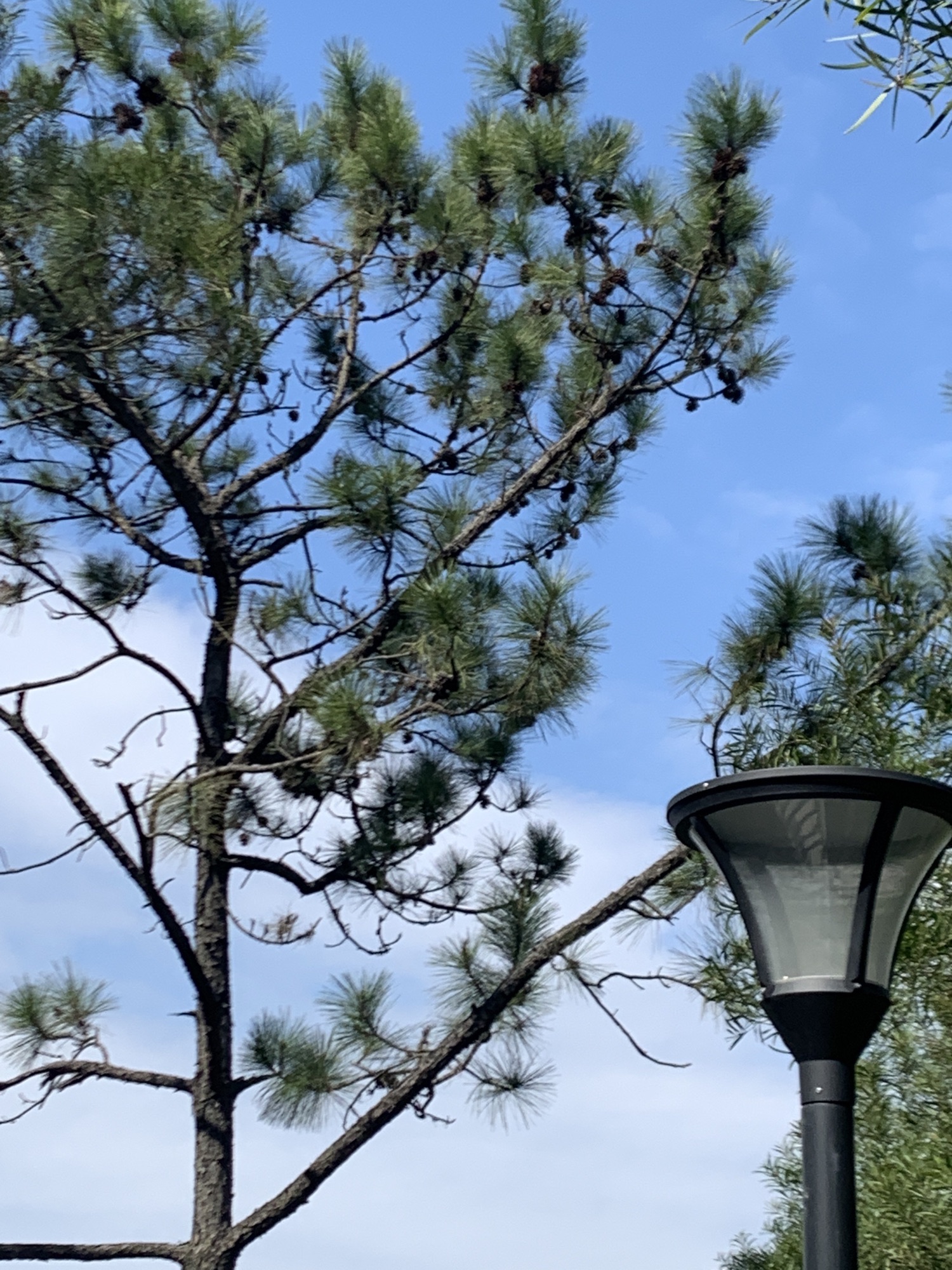 小林山生态公园旅行图片 1