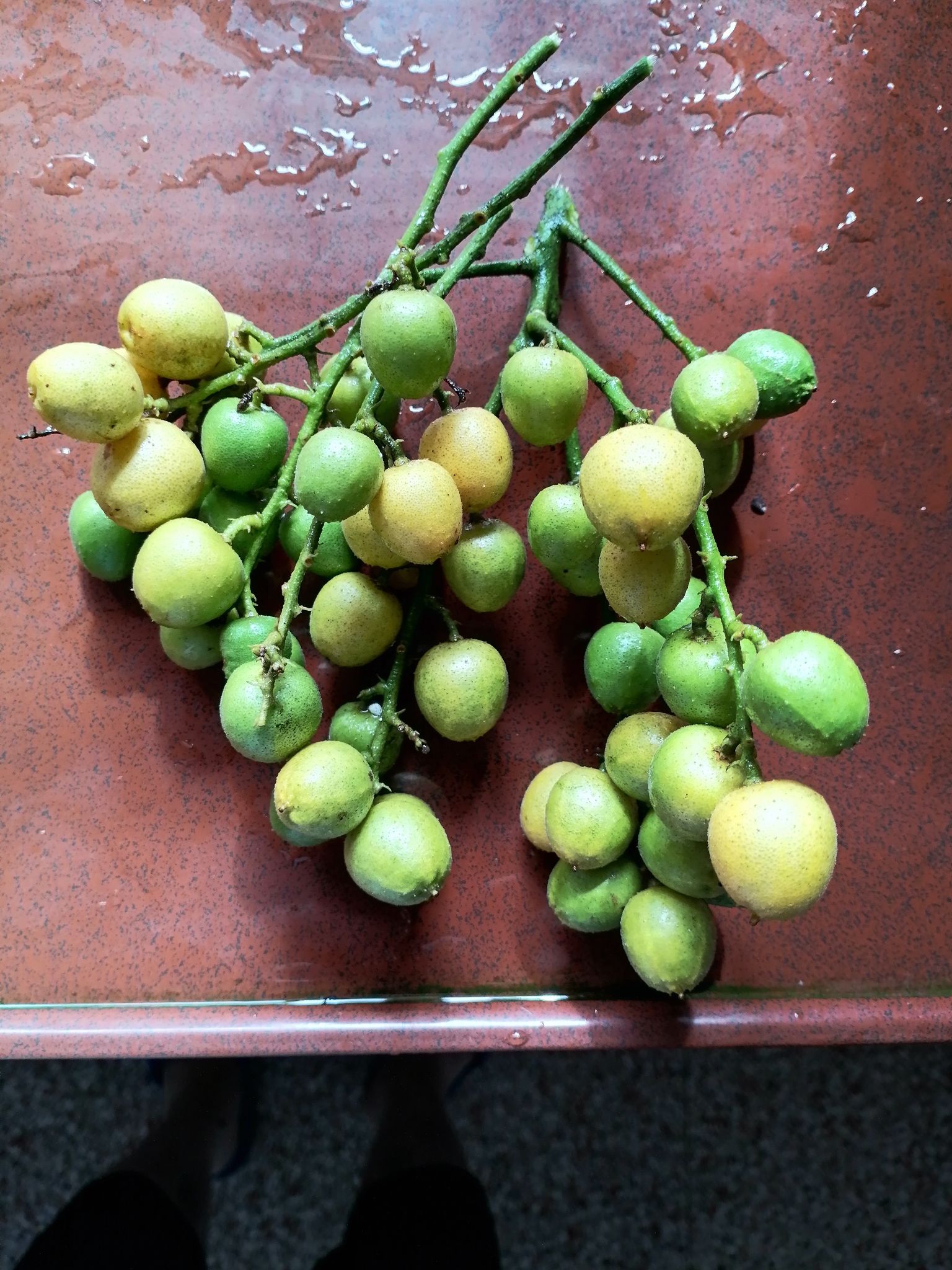 高州市水果批发市场