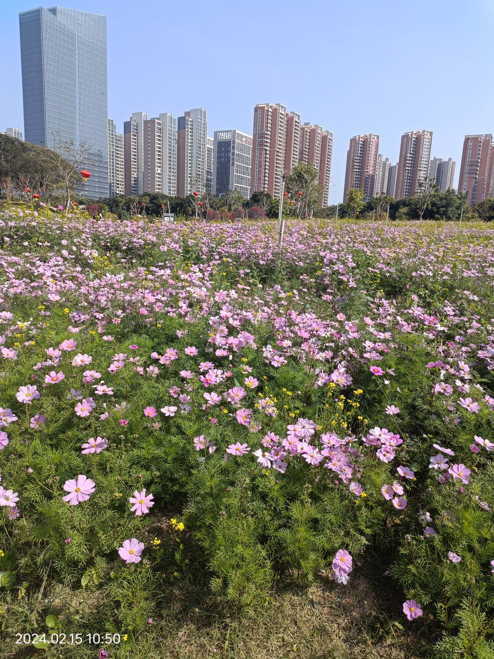 花海2号旅行图片 1