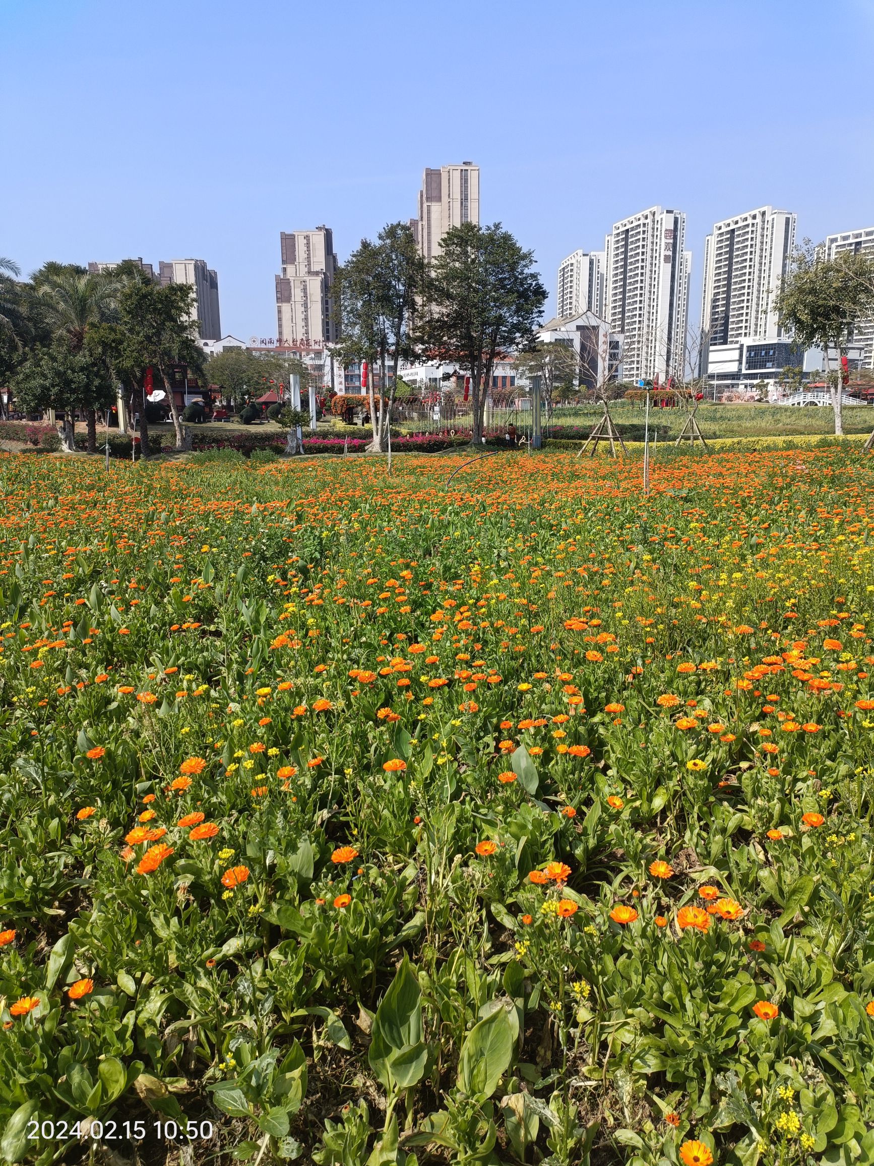 花海2号旅行图片 2