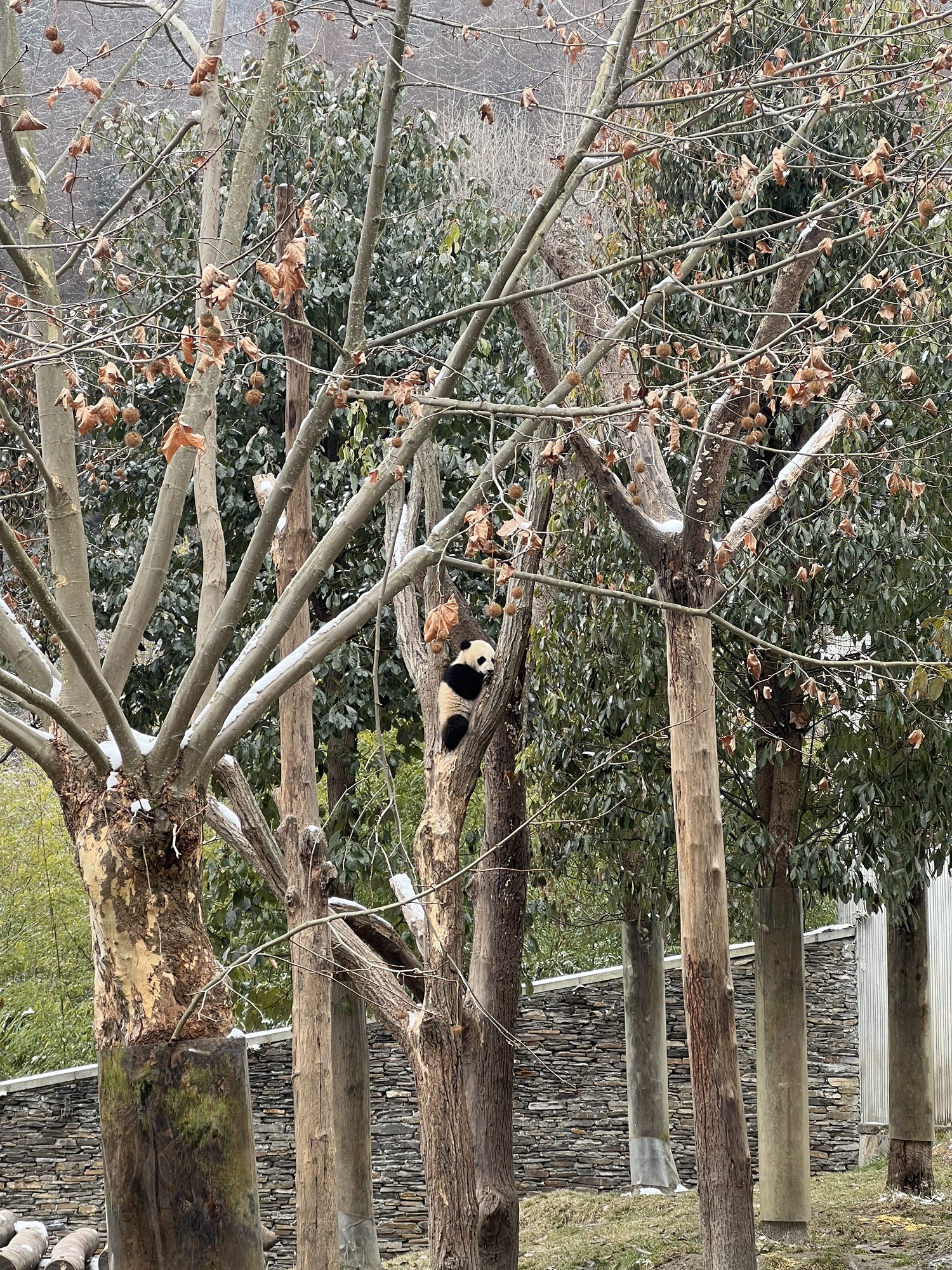 卧龙中华大熊猫苑神树坪基地旅行图片 3